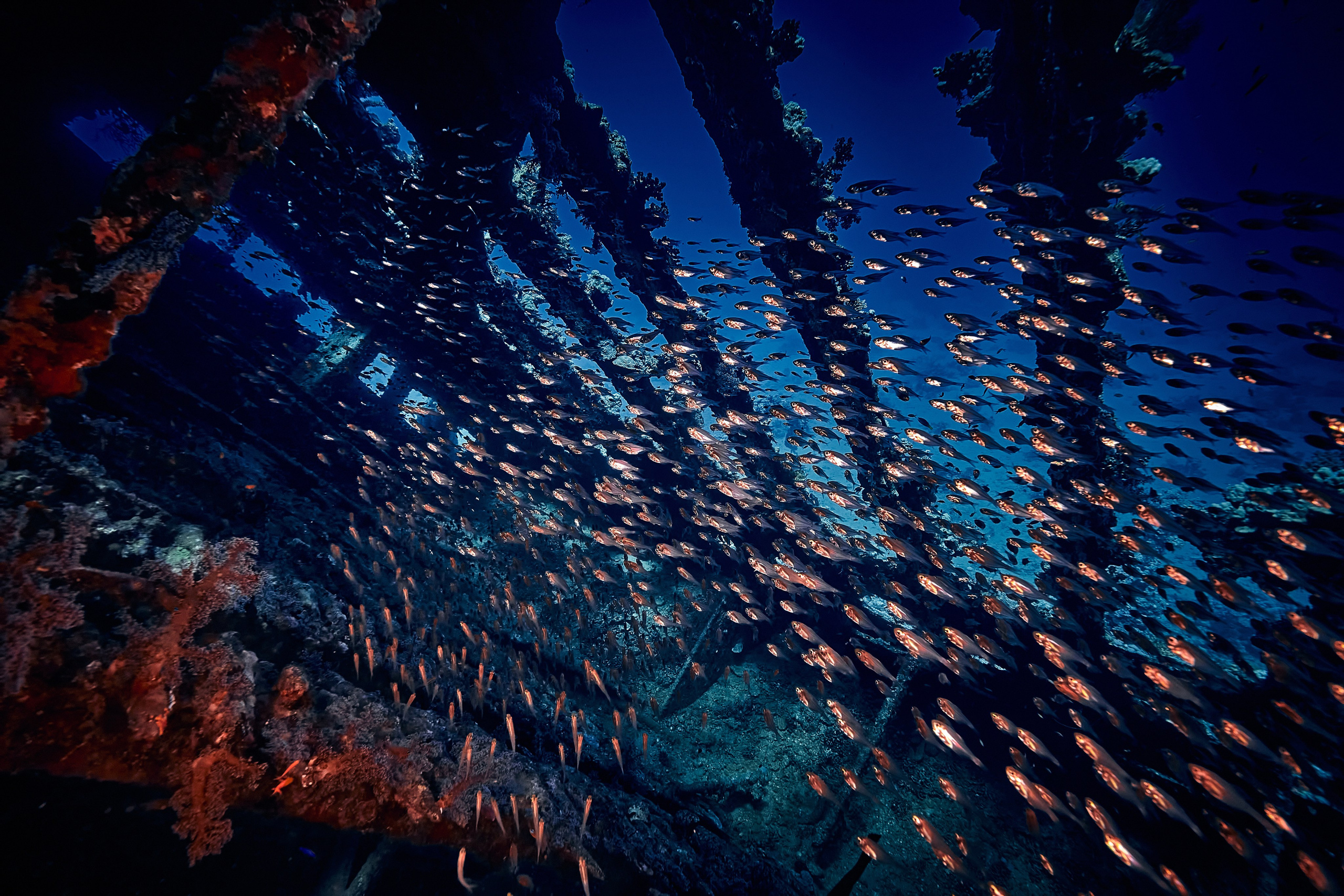 Mieszkańcy mórz. Andriej Szypilow — Photography & Videography