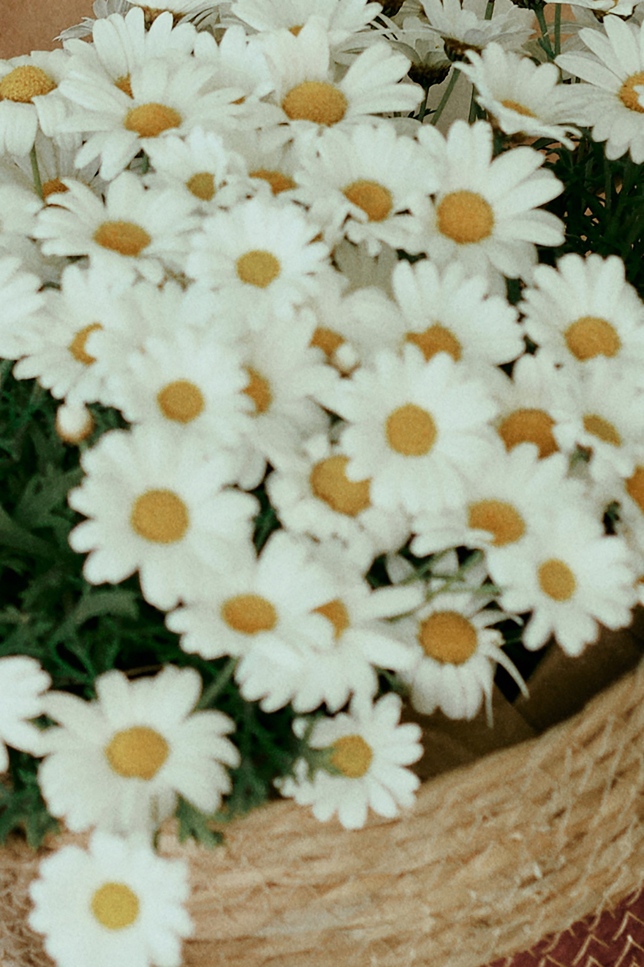 Весна. Фотограф в Барселоне Жанна Захарченко