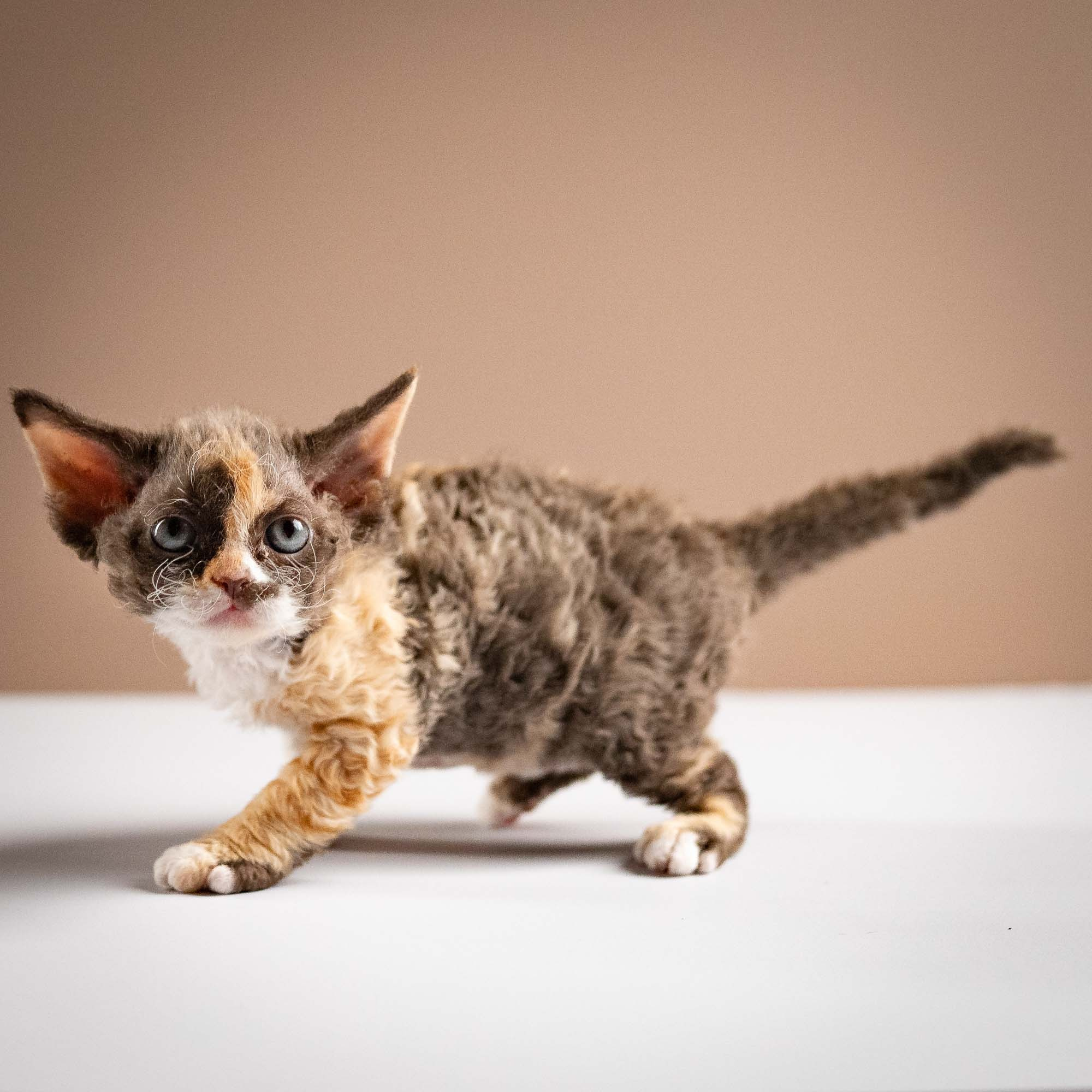 Polly, girl, born 02.11.26. Devon Rex Pixie Cattery