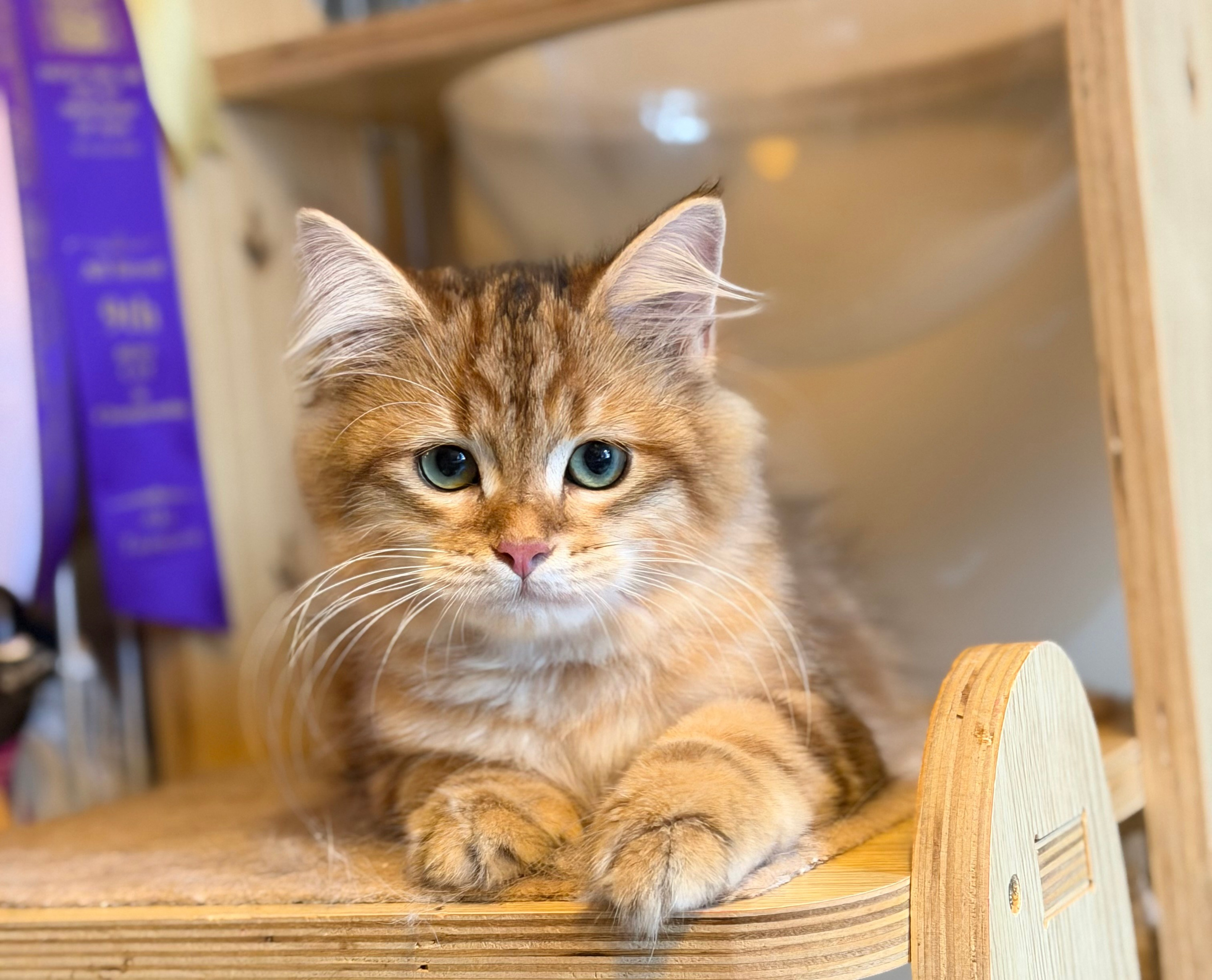 Available Finely Golden Tabby Male