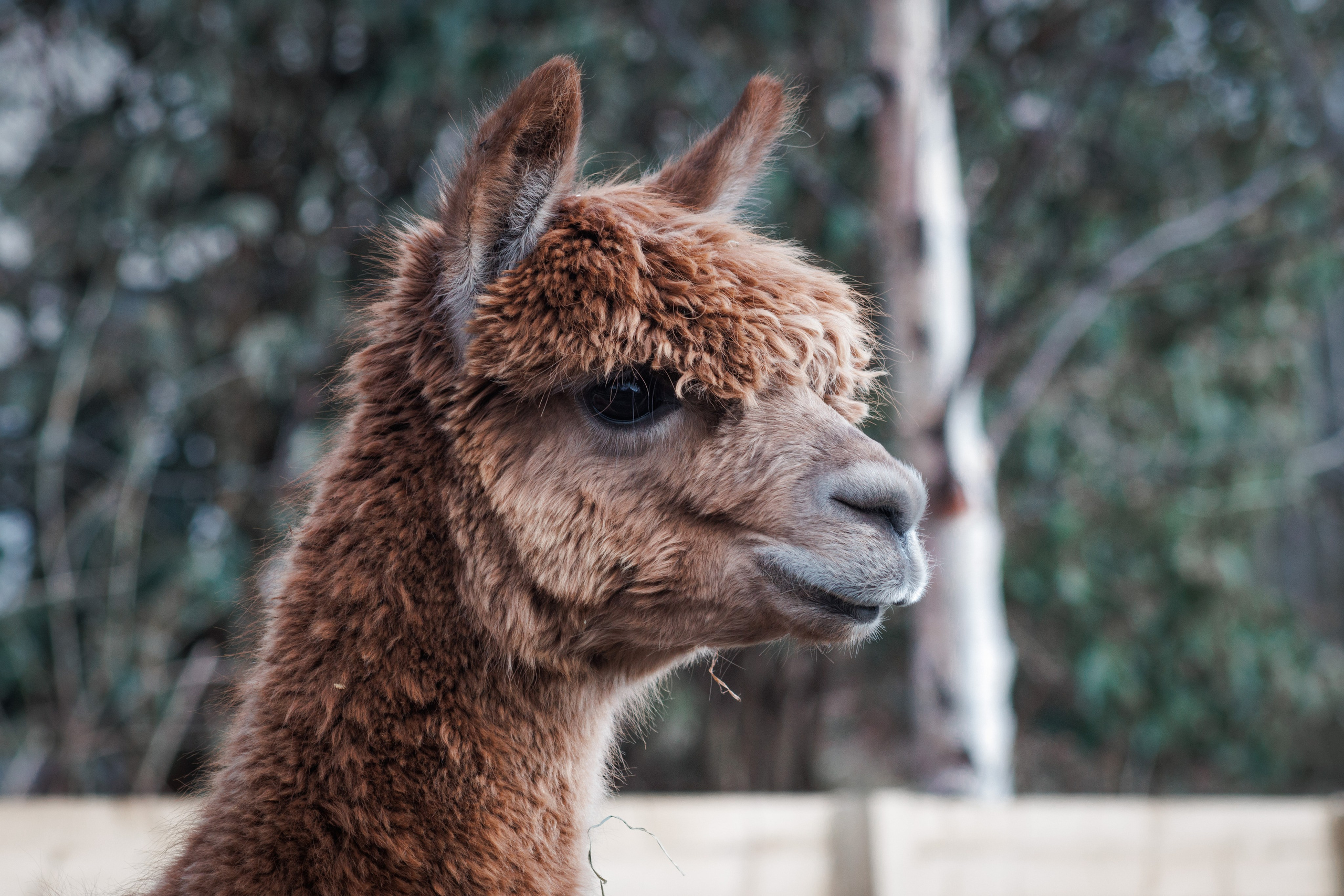 Nature. Portrait and Street photographer in Vilnius Edgar Shaipunas