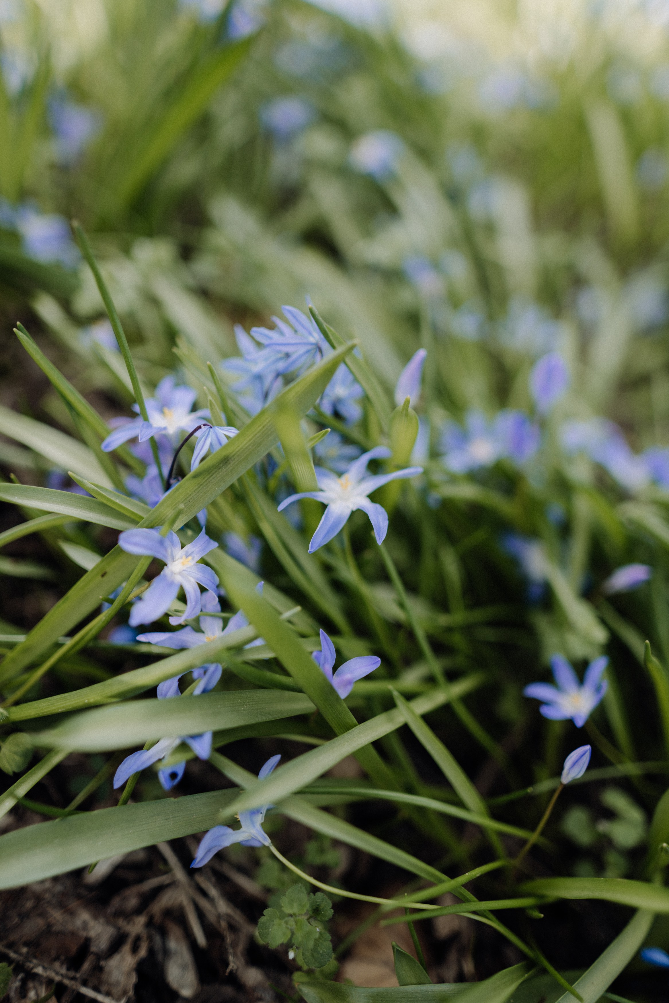 Nature. Фотограф в Праге Анна Лебедева