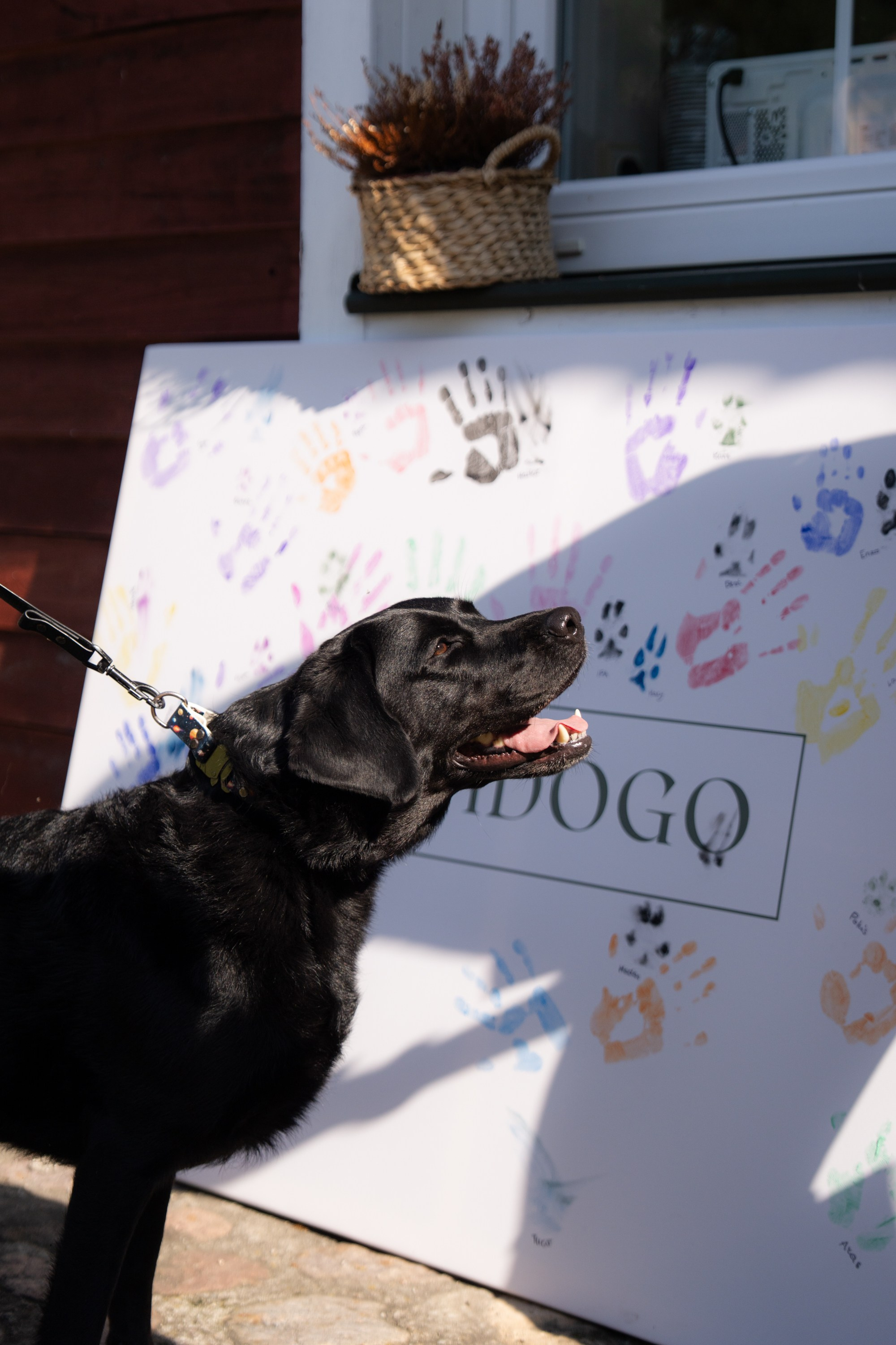 Heppi Dogo fest 2025. Vita Klimaševska ○ Fluffy Soulmate Photography
