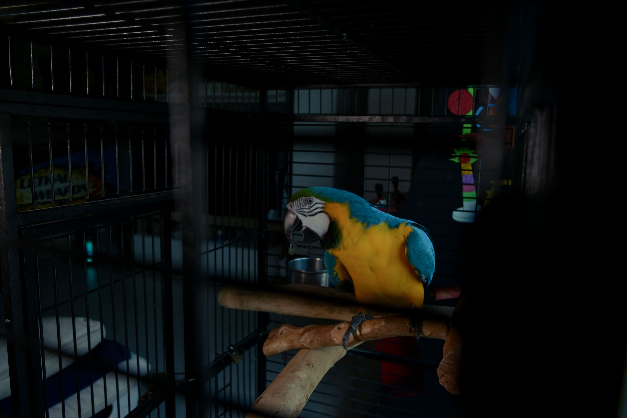 Francesca_la festa dei 18 anni_ 1parte