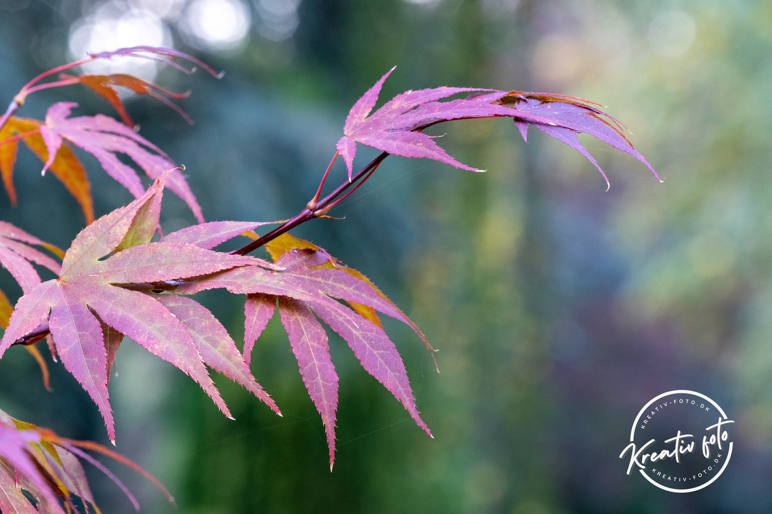 Efterår. Fotograf Aarhus | Portrætfoto Århus | Flotte billeder