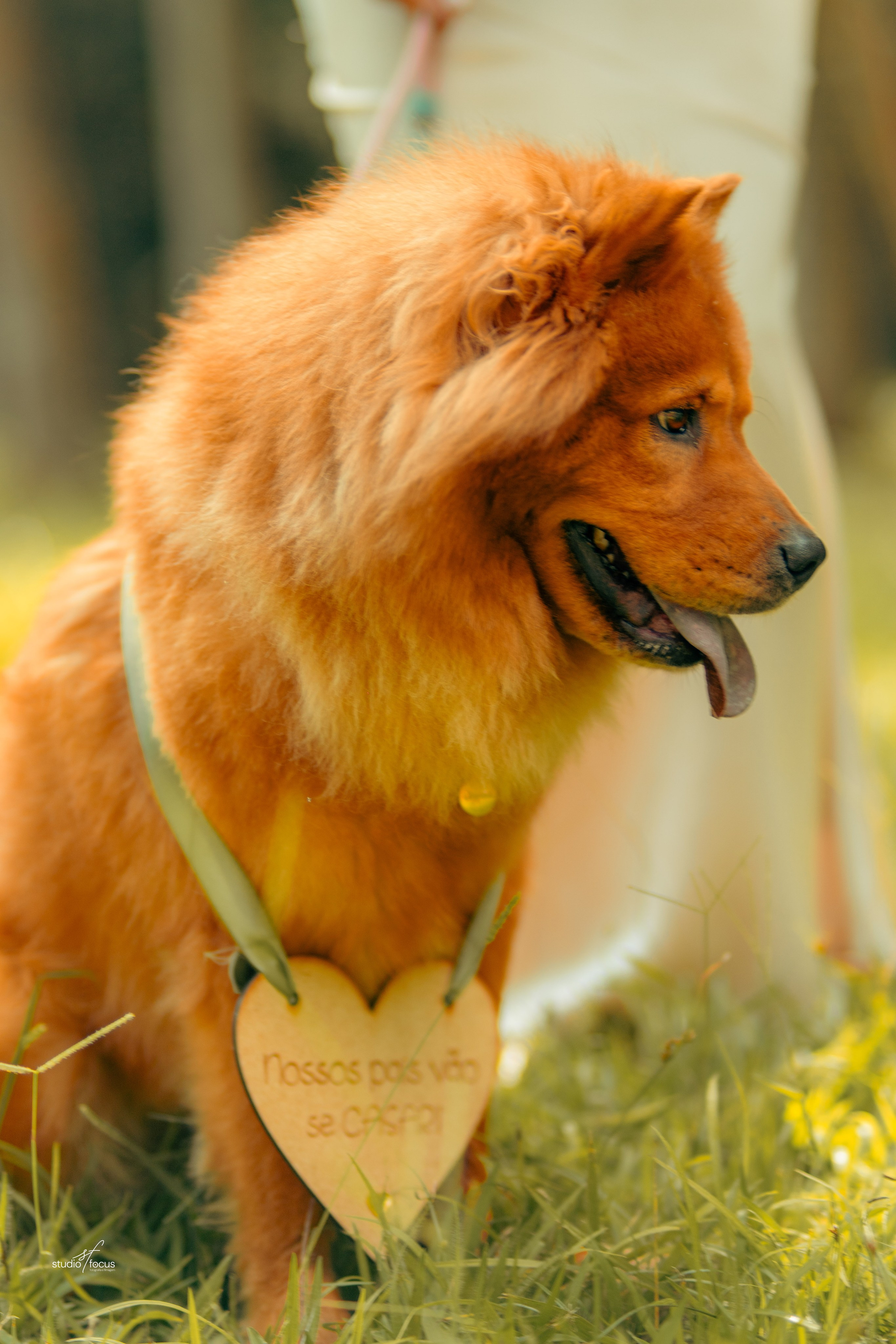 Pré-Wedding com pets