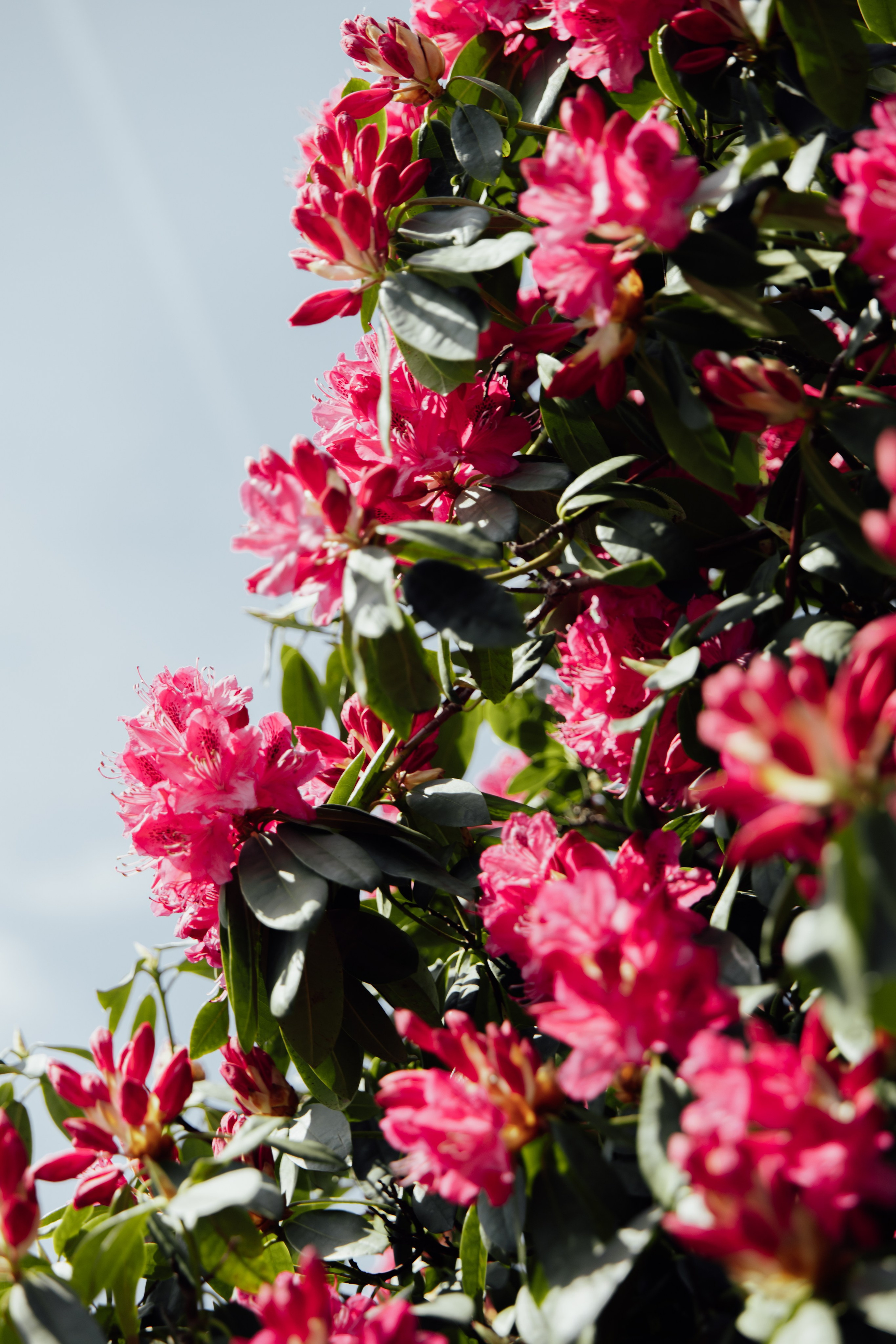 Arley Hall & Gardens, Northwich. 2025. Timeless Wedding & Events Photography. Based in London, working across Europe