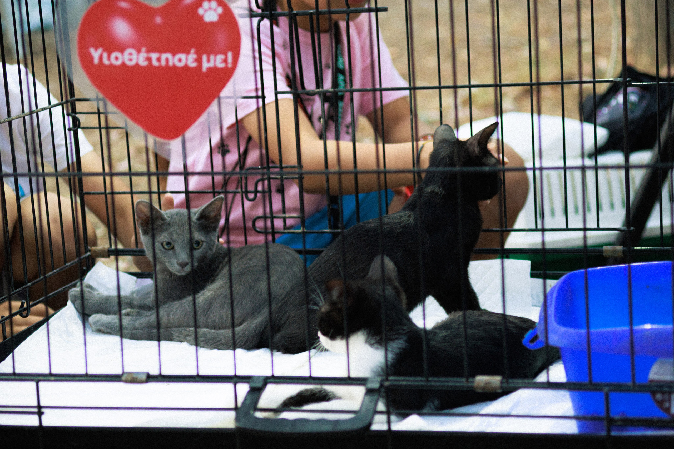 Irish Festival '25. Photographer in Greece Kristina