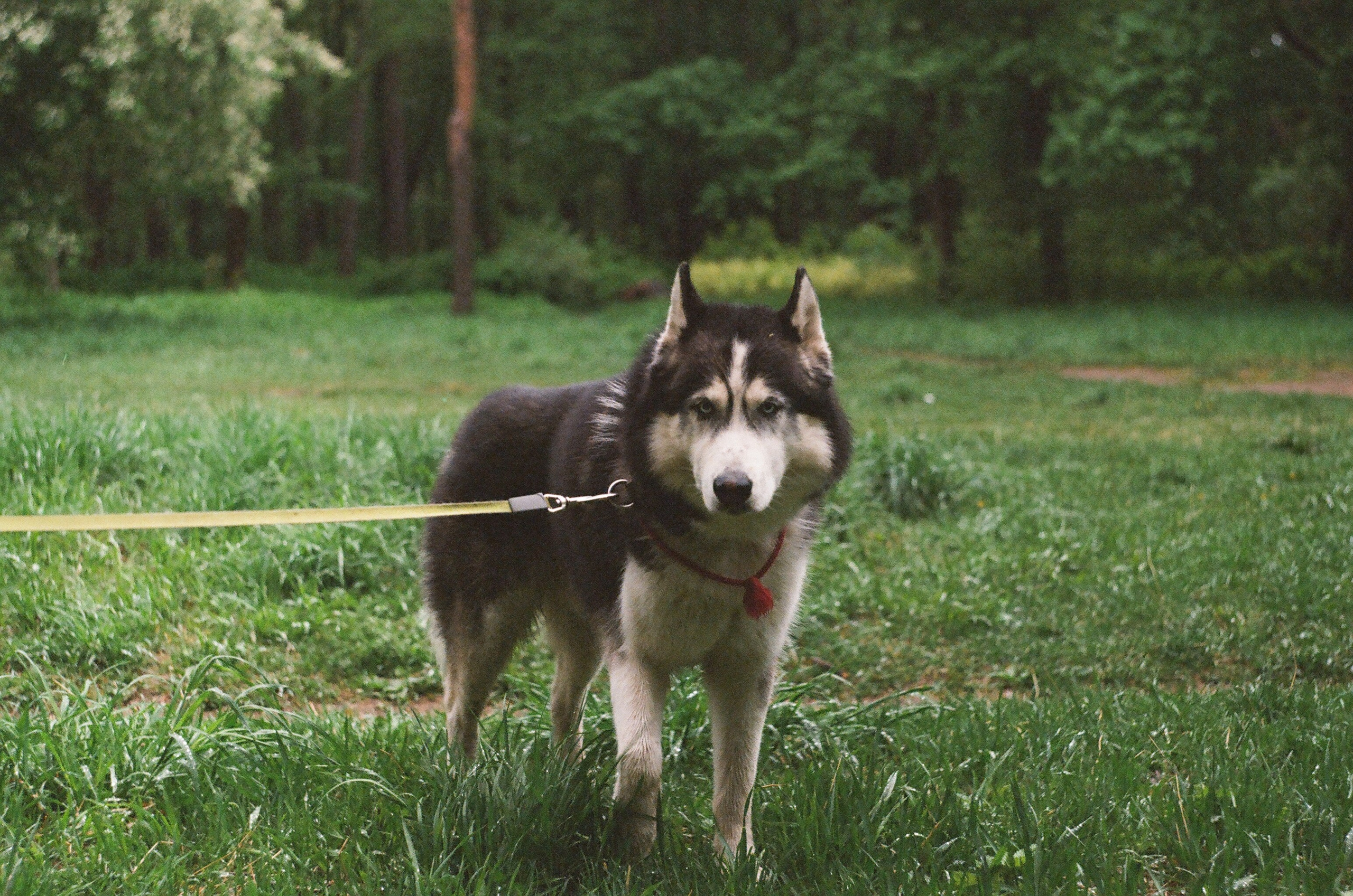 Animals. Elena Zykova film photographer in London