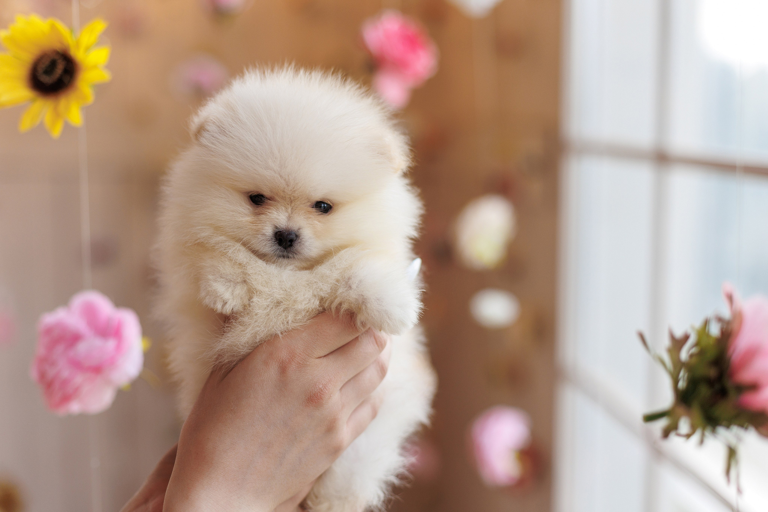 Pomeranian puppies. Семейный фотограф в Кишинёве Пулькина Ольга