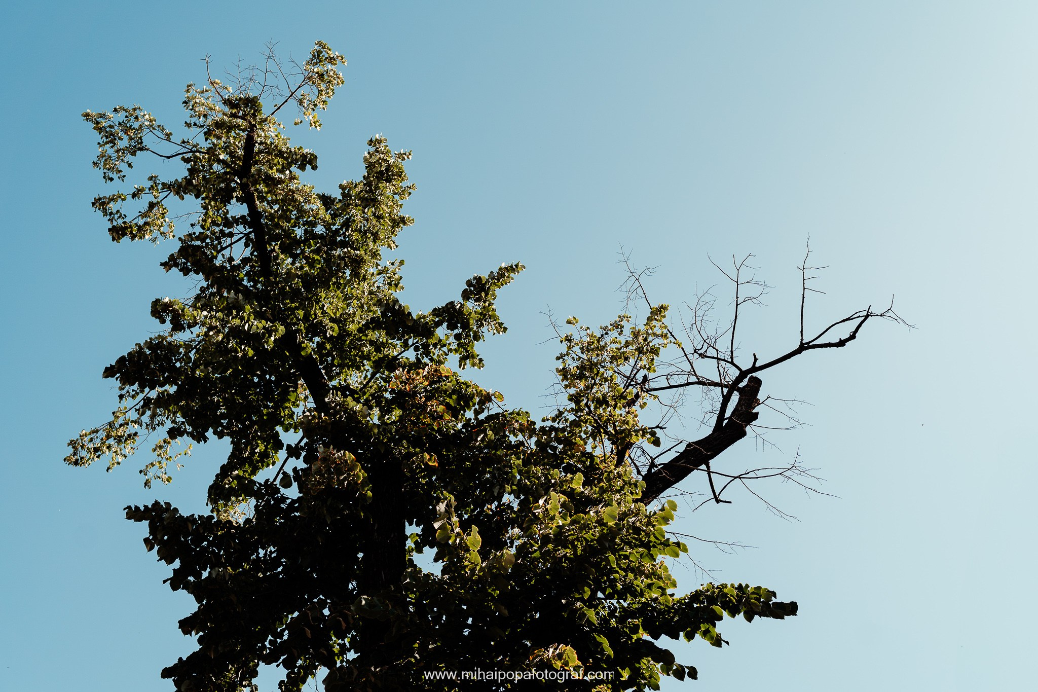 Fotograf Cununie Civilă în București - Mihai Popa Fotograf. Fotograf Nuntă, Botez și Cununie Civilă în București - Mihai Popa