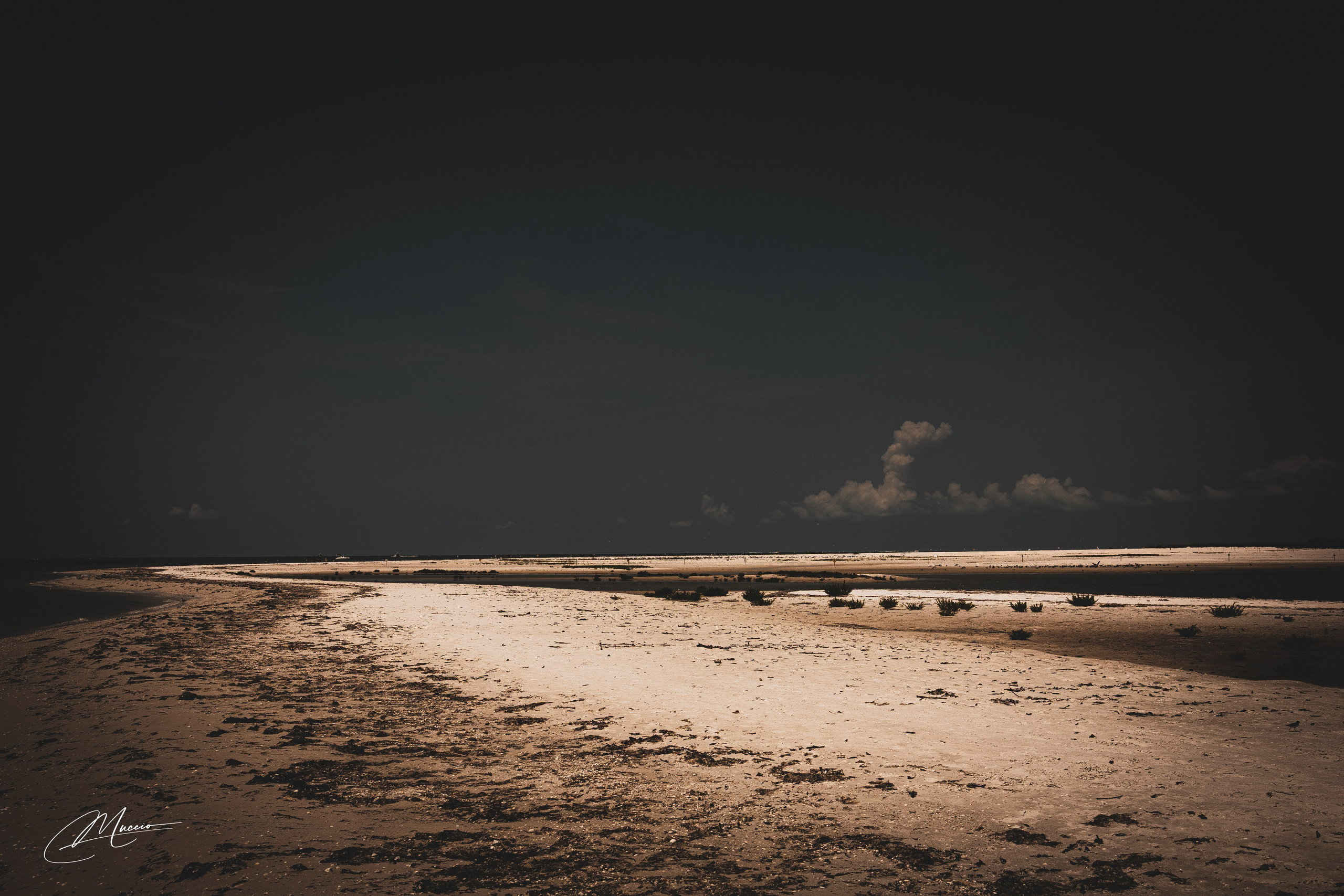 Florida Man — Fort Myers Walkabout. Out and About 239