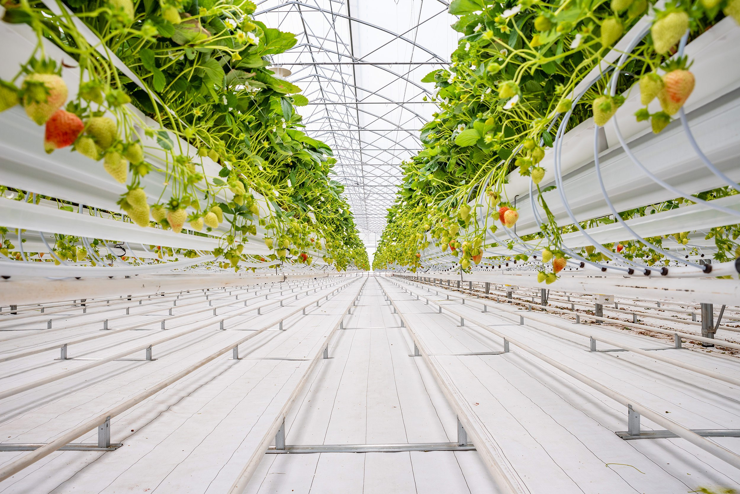 Rockberry. Фотограф в Ереване