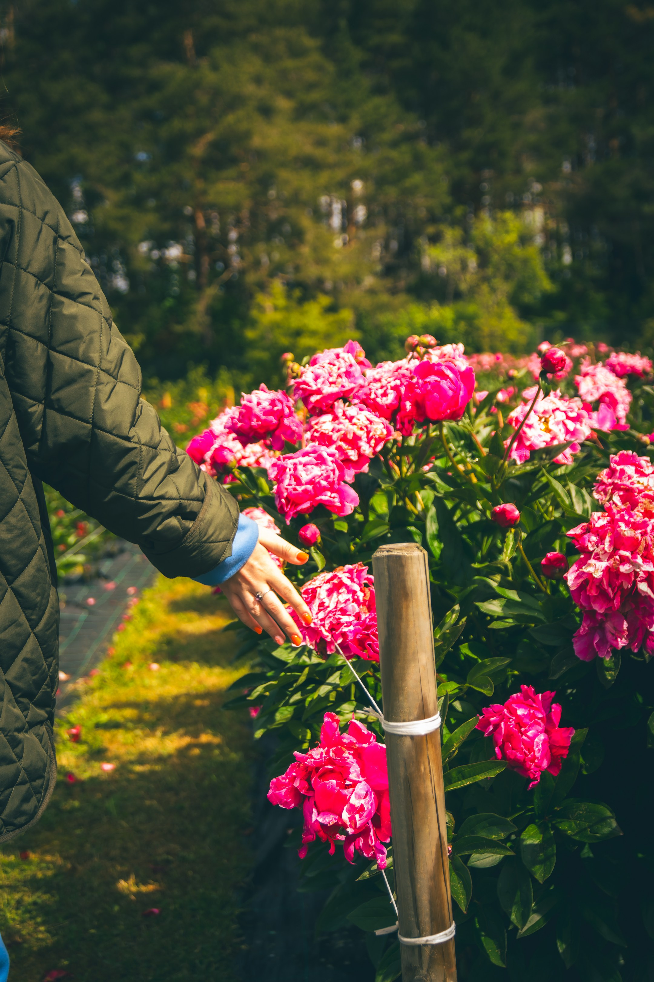 Saarema, reis. Nebula 25 — Fotod teie hingele