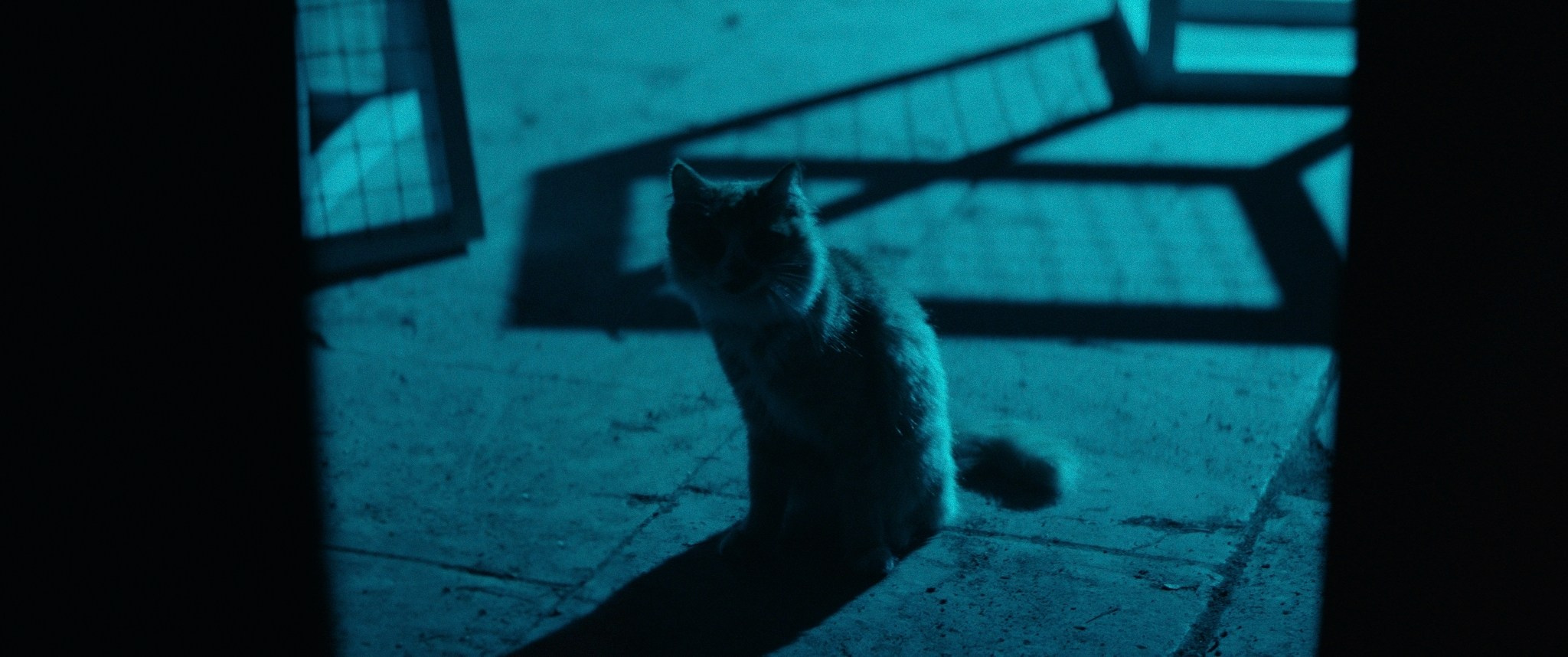 Doctor Gaf | Film. Ilia Ivanov