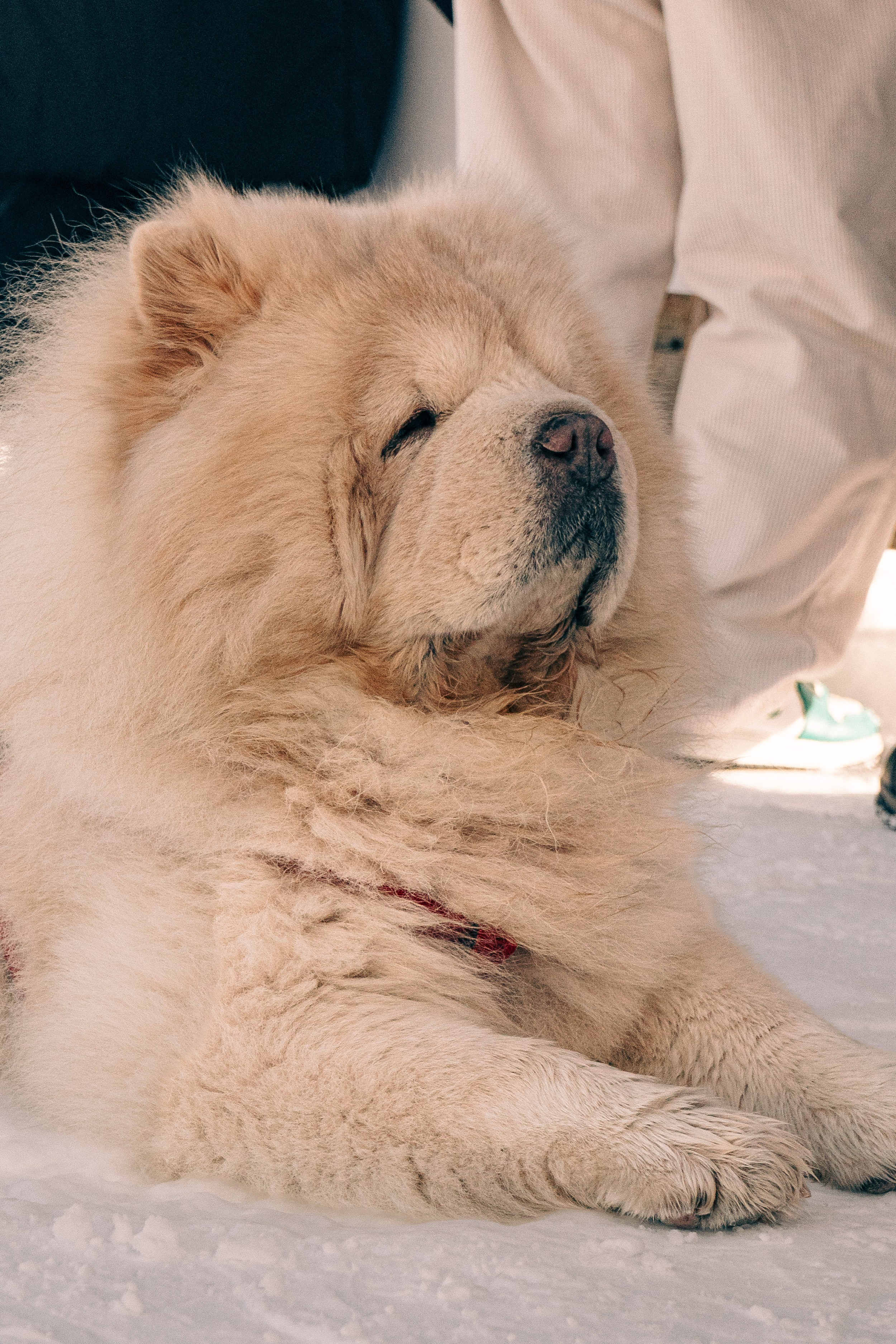 The ICE in St.Moritz 2026. Lutsenko Visuals — Photography & Visual Content
