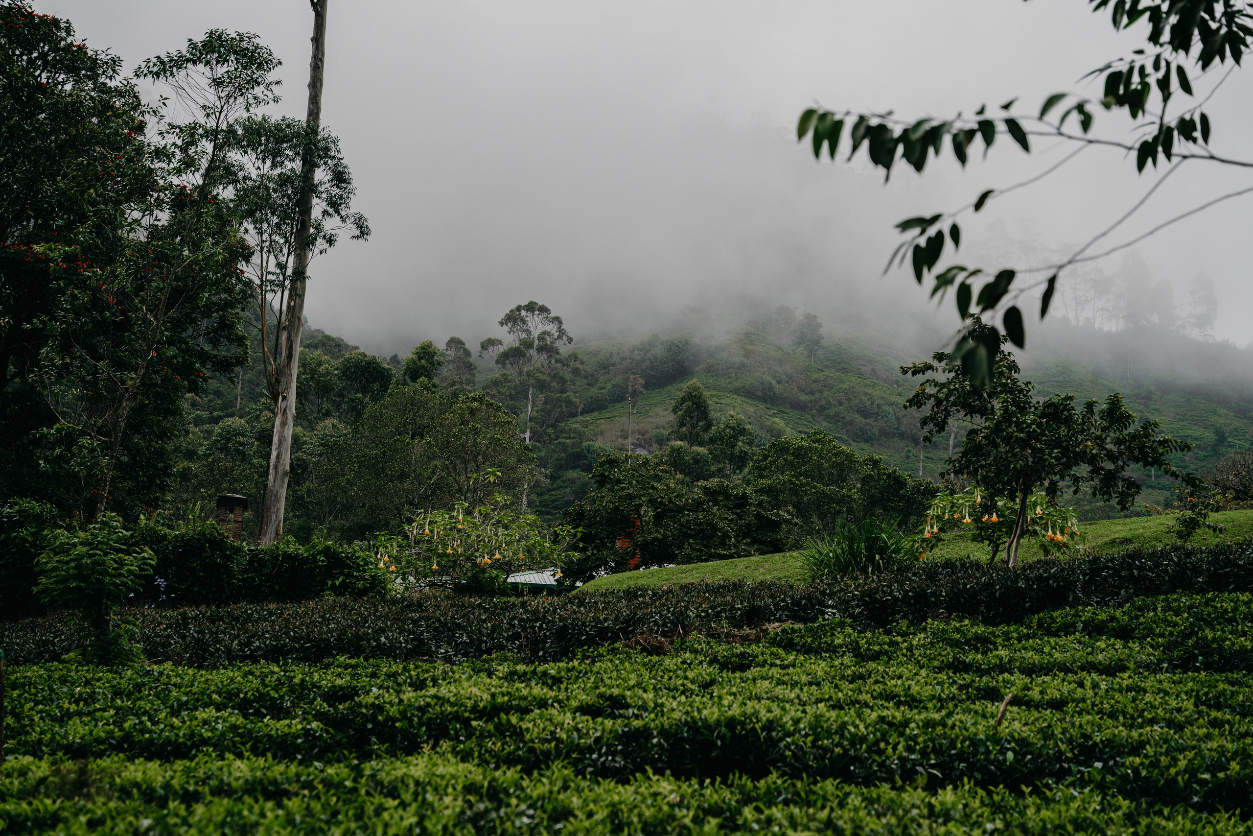 Relais & Châteaux, Tea Trails, Sri Lanka. Editorial photographer Yuliya Drazdovich
