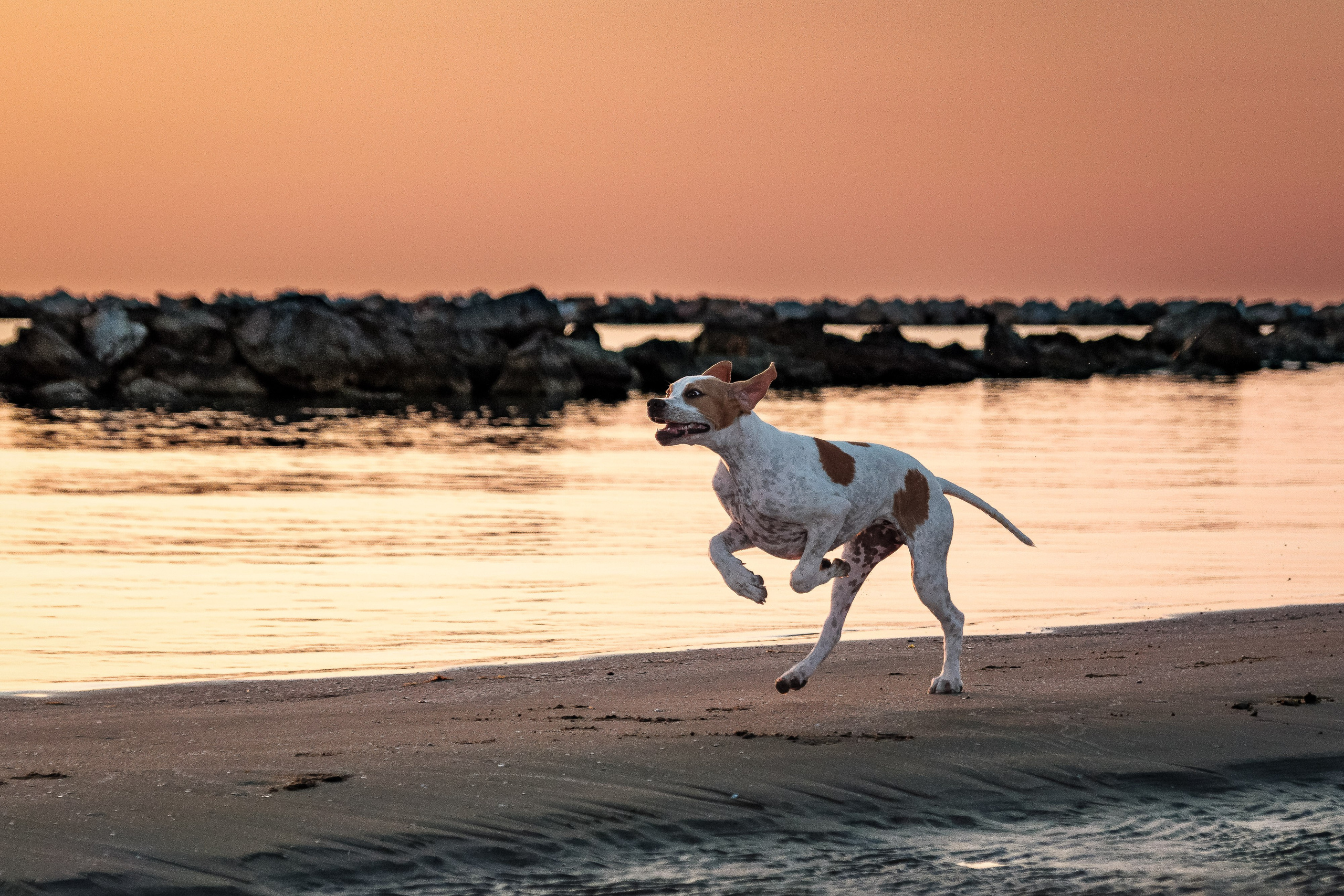 Portfolio fotografia di animali domestici
