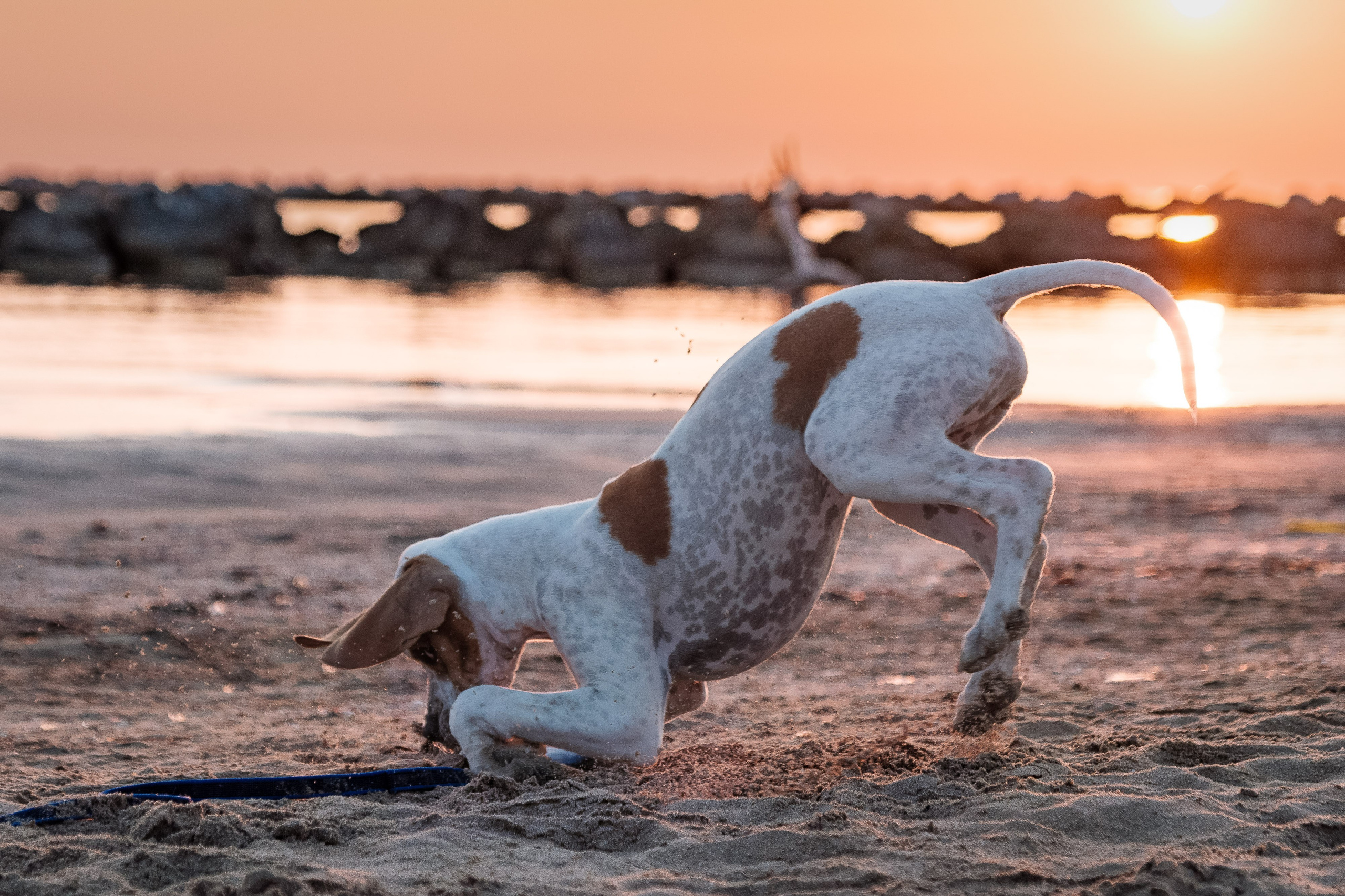 Portfolio fotografia di animali domestici