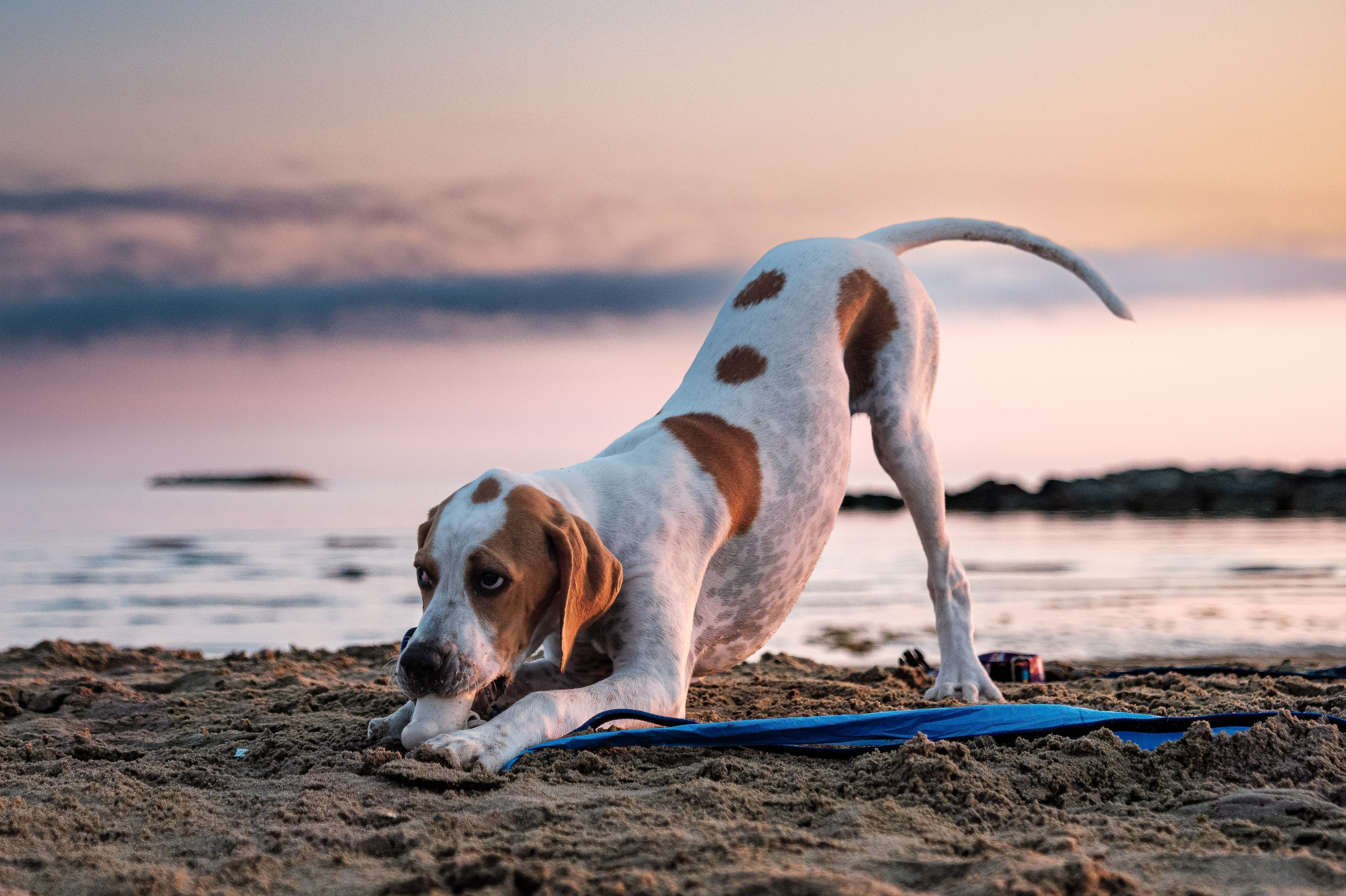 Portfolio fotografia di animali domestici