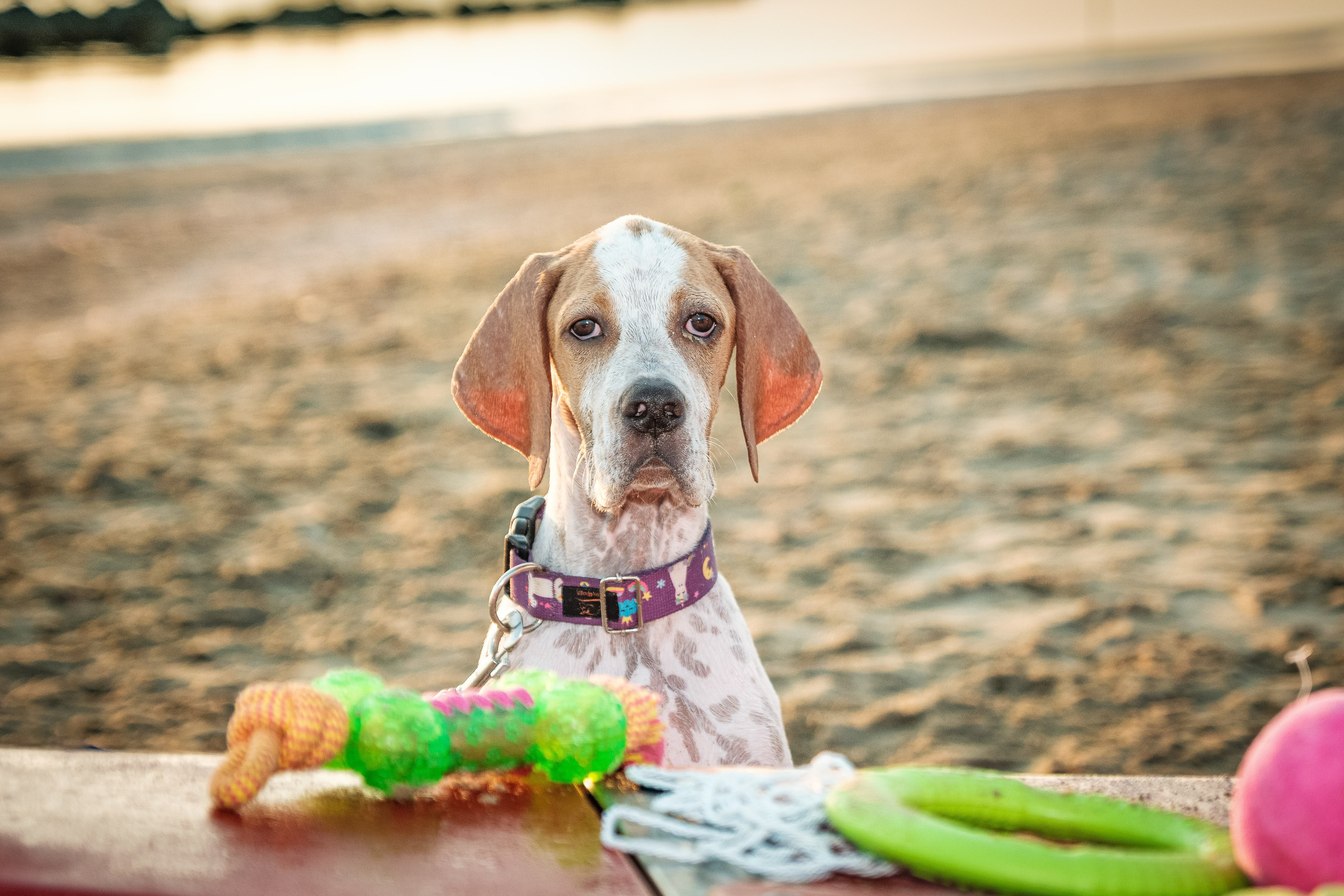Portfolio fotografia di animali domestici