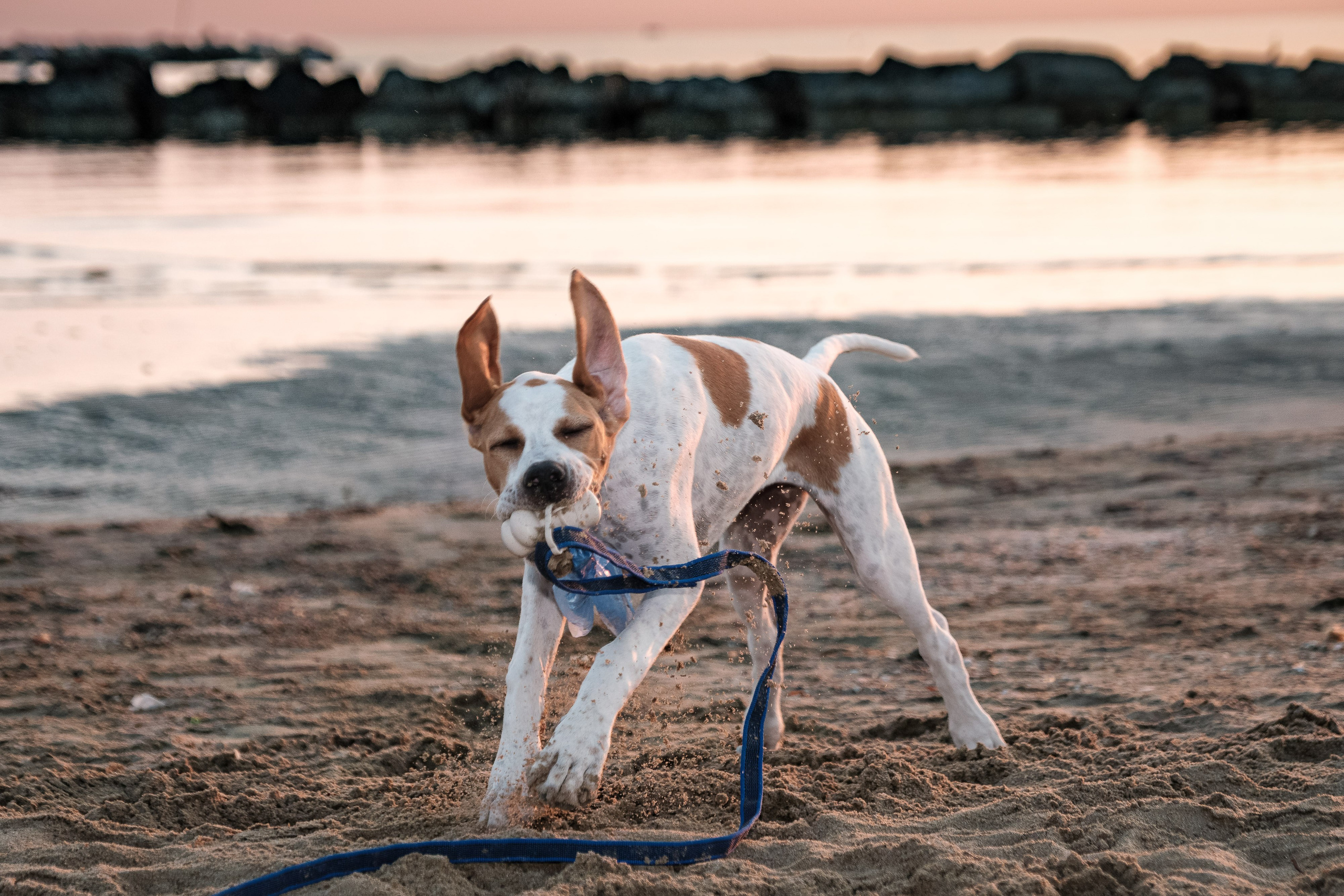 Portfolio fotografia di animali domestici