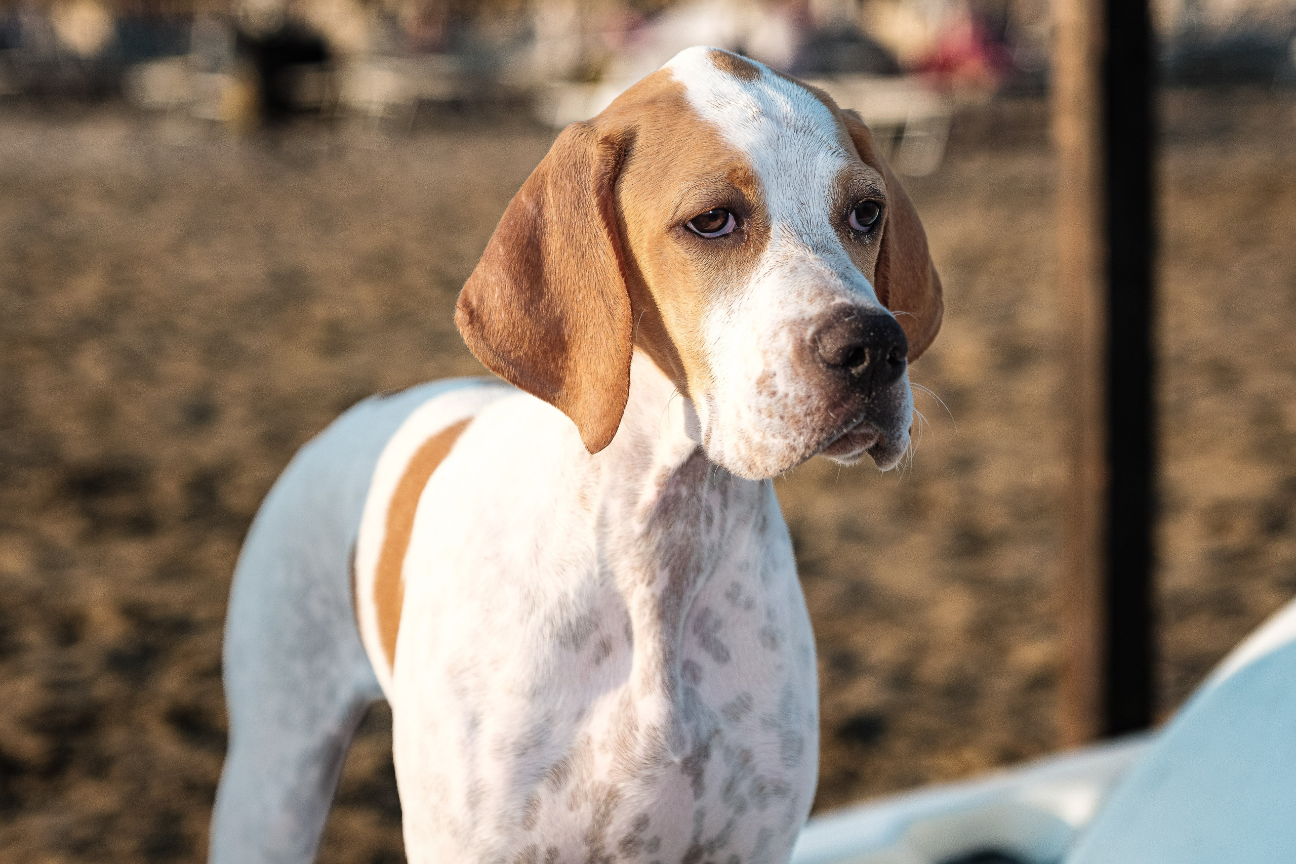 Portfolio fotografia di animali domestici