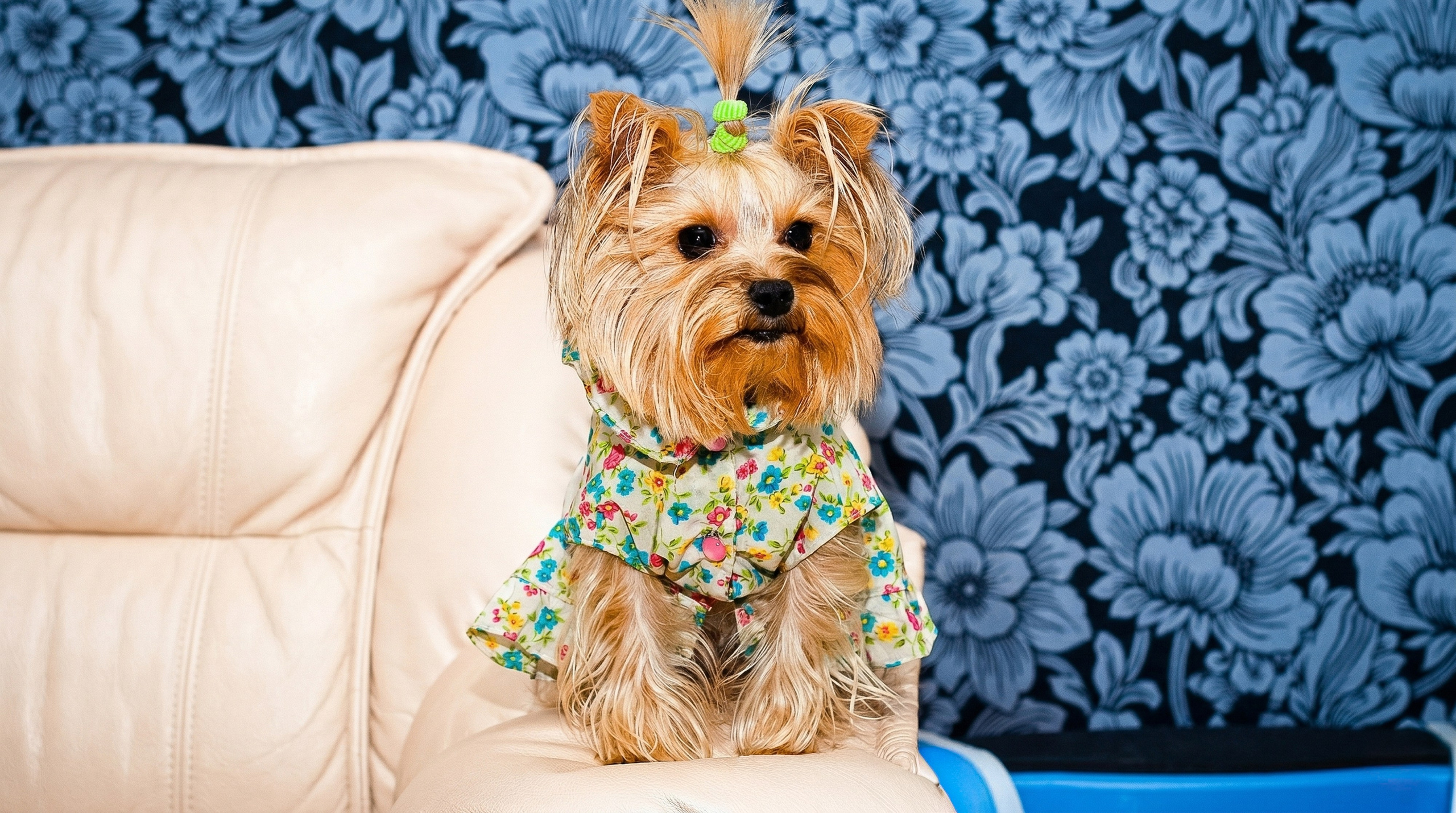 Portfolio fotografia di animali domestici