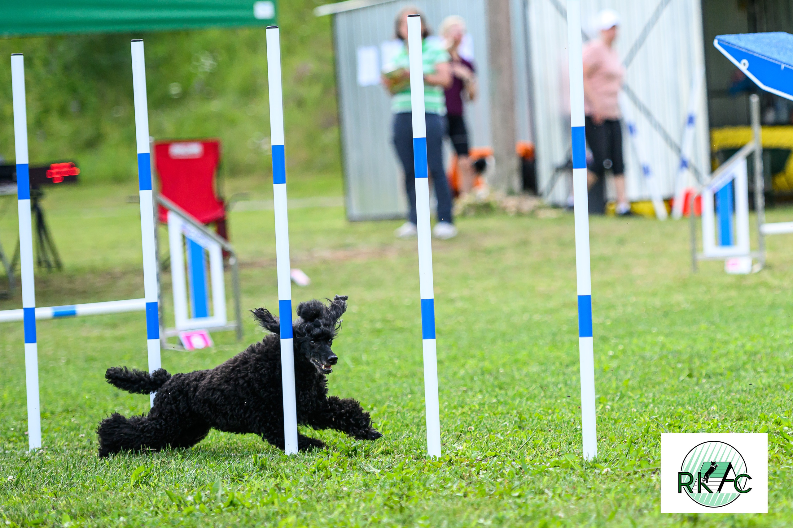 Suņu sacensības veiklībā. Ritvars Pujats Emotion Photographer