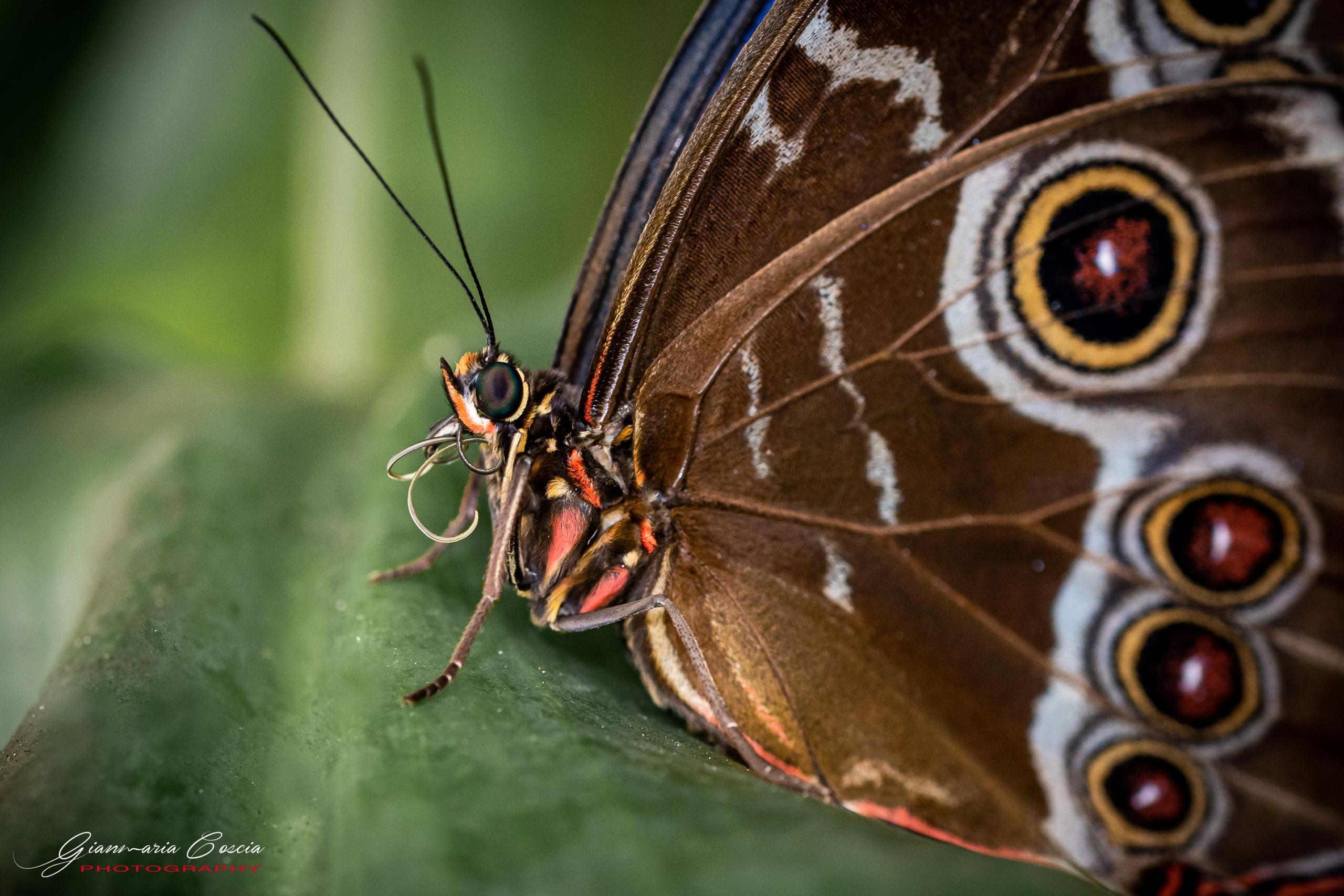 Farfalle. “Gianmaria Coscia fotografo per passione”