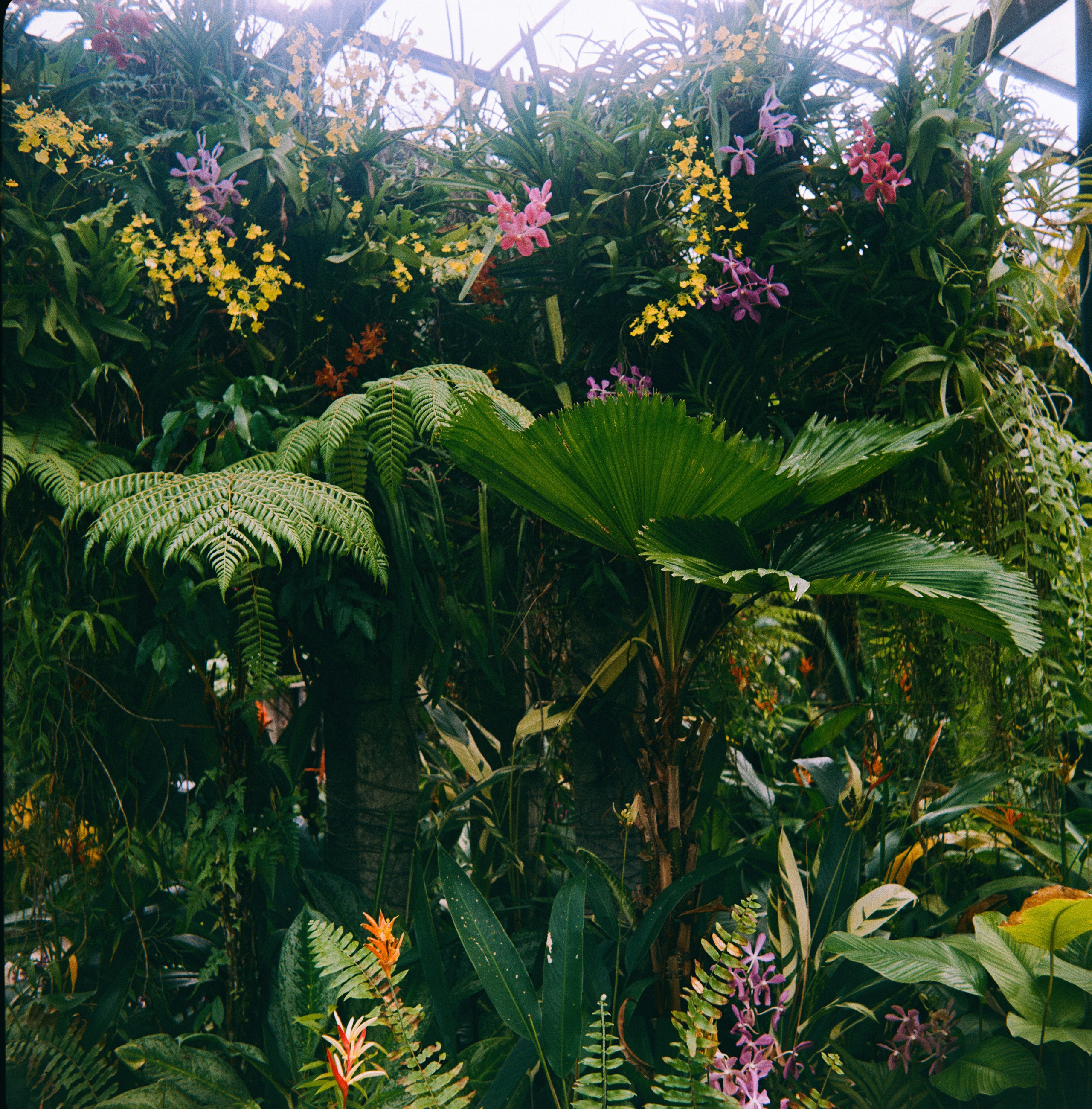 KL Orchid Garden | Barely Somewhere Studio