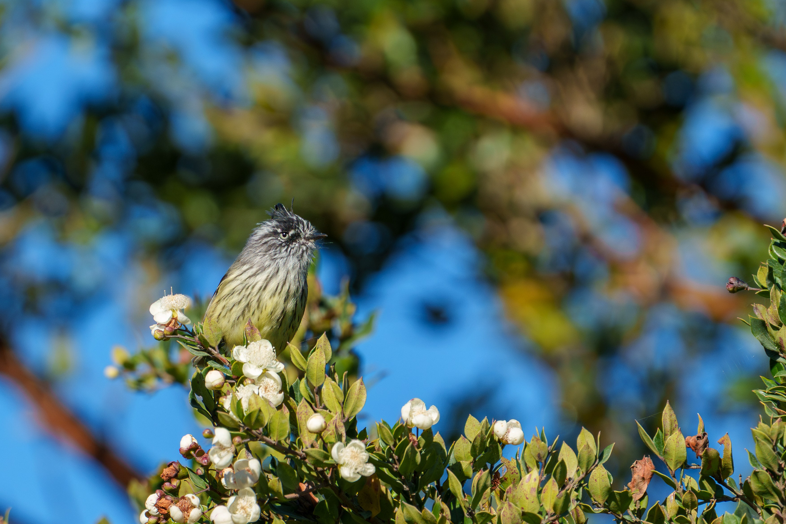 Fauna. Fotografía del día a día. Yuri Marín C