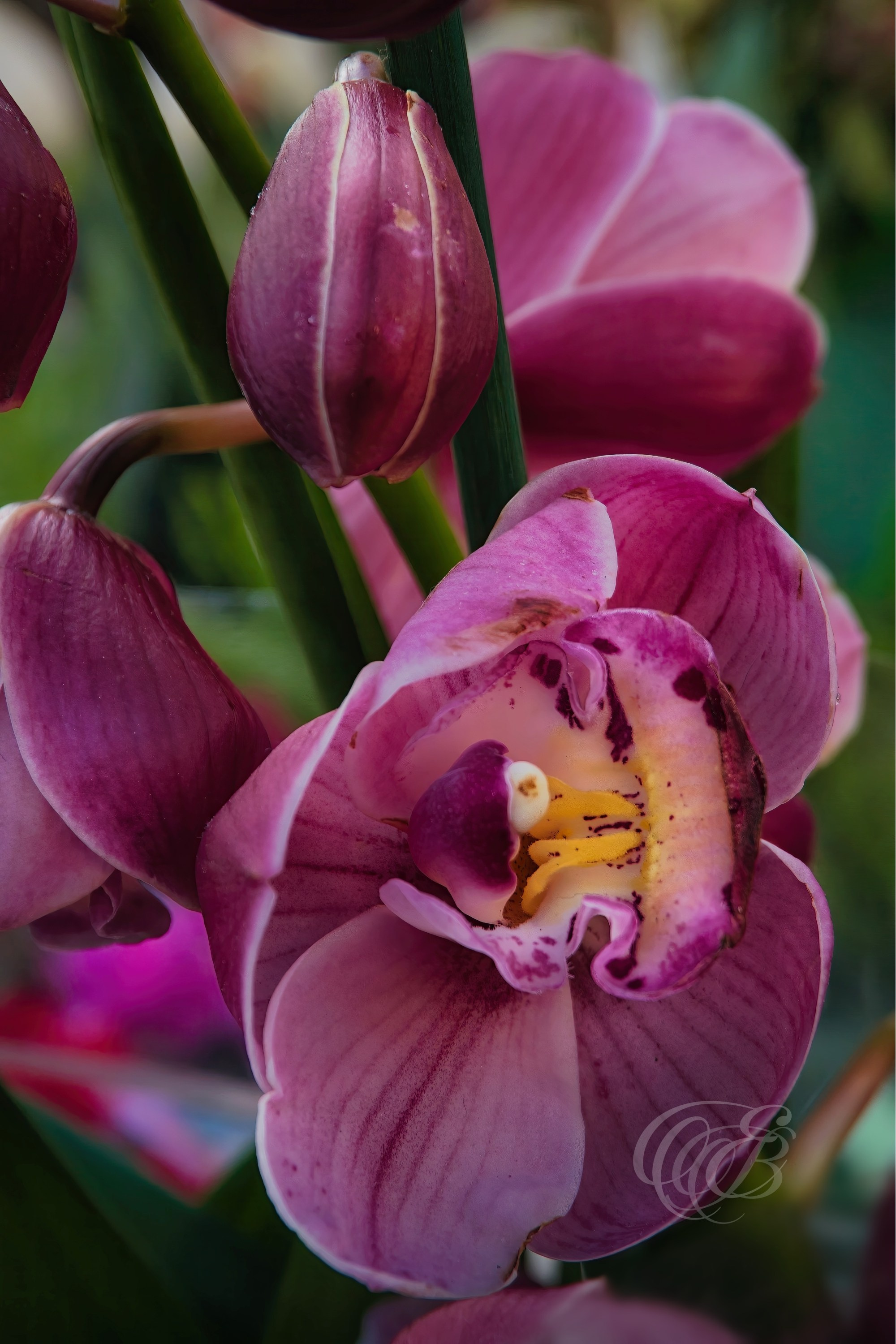 Rome Italy — Campo de’ Fiori Orchid — Eduardo Bartoli Fine Art Photography — Photograph of vibrant orchid blossoms in Campo de’ Fiori square, Rome, Italy — photography by Eduardo Bartoli.