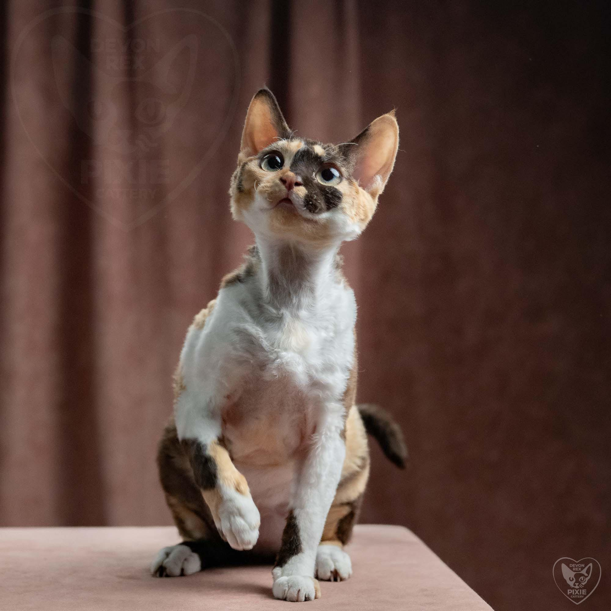 Dottie, girl, born on 06.06.24 NOT AVAILABLE. Devon Rex Pixie Cattery
