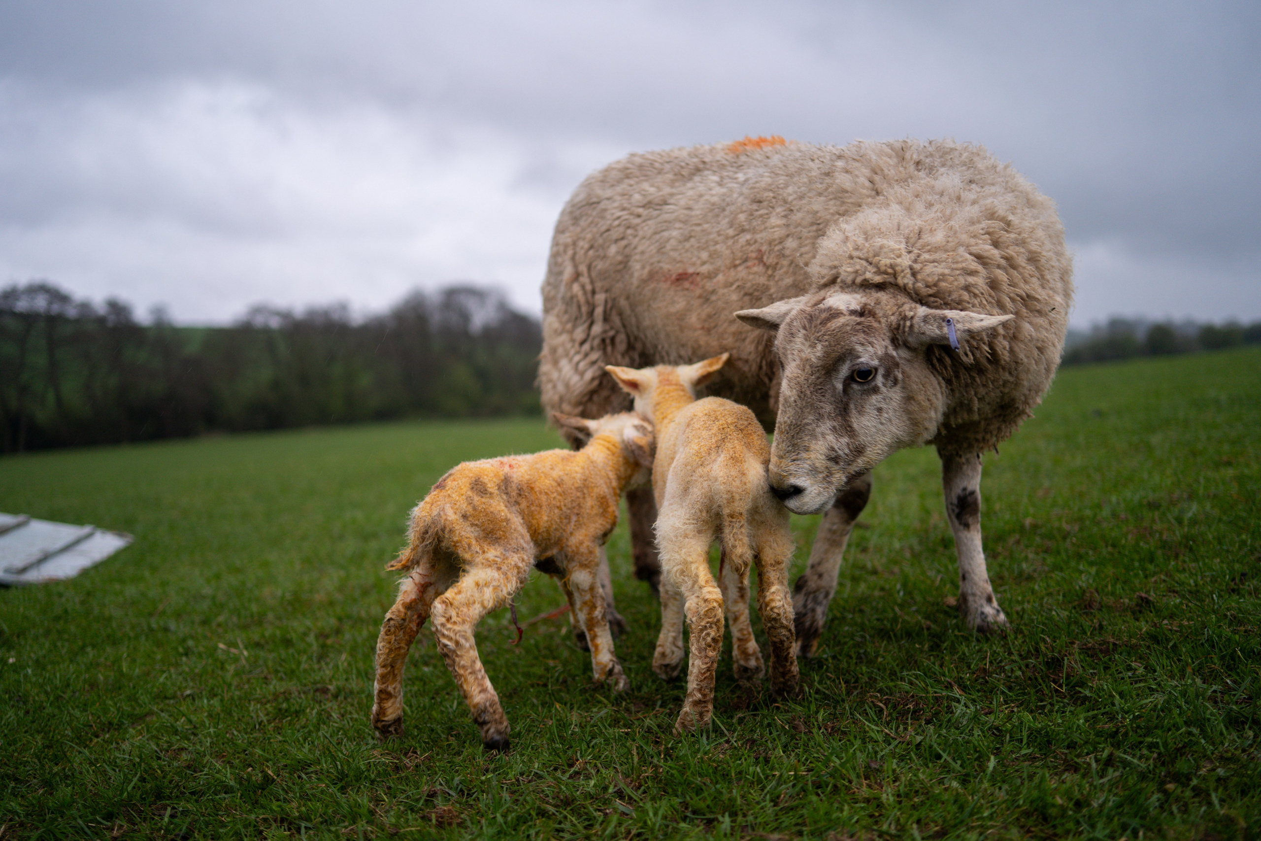 Farming. Ryan Hewitt Photographer