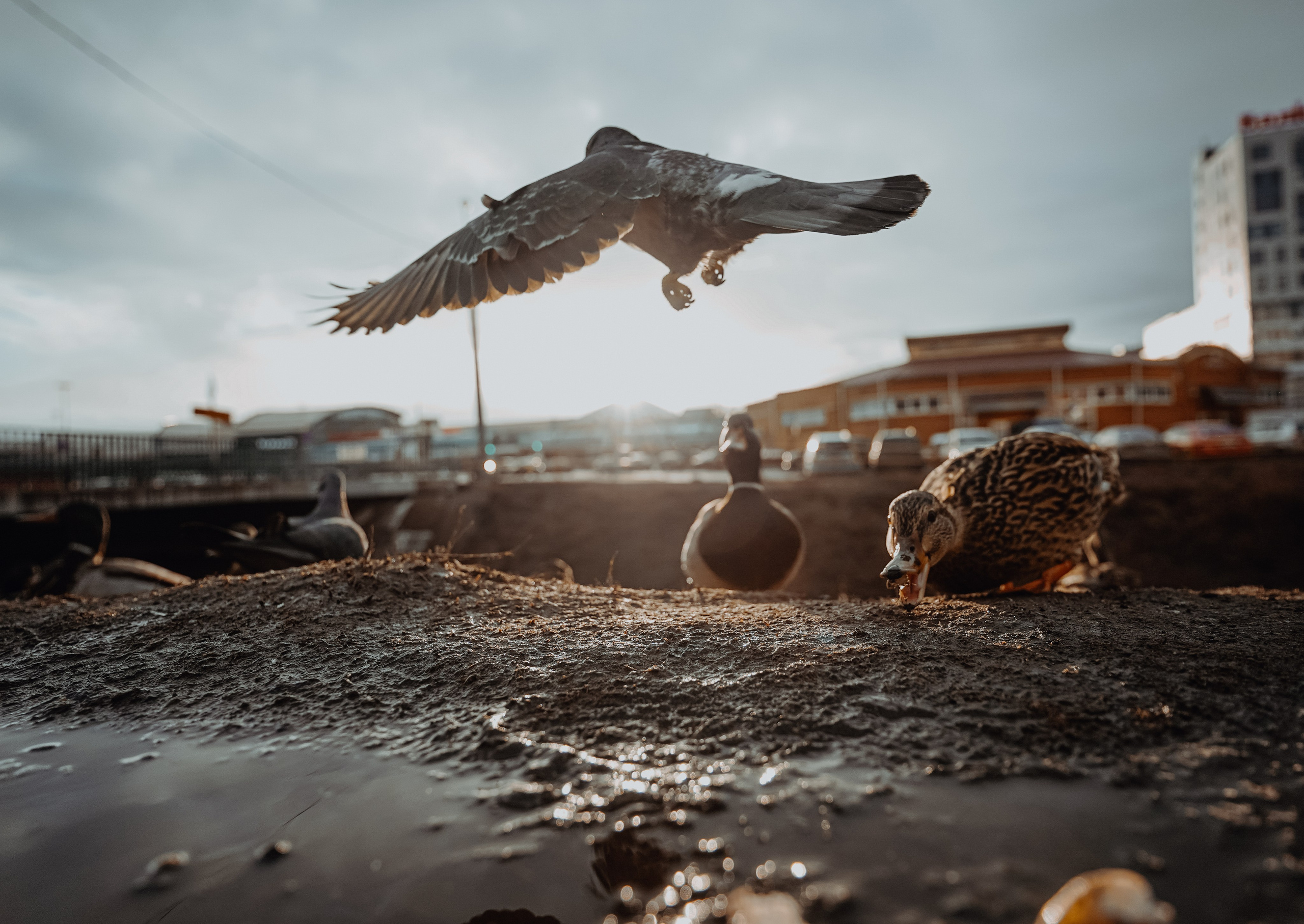 Пернатый психоз. Стрит-фотография, полная абсурда, идиотизма и красоты