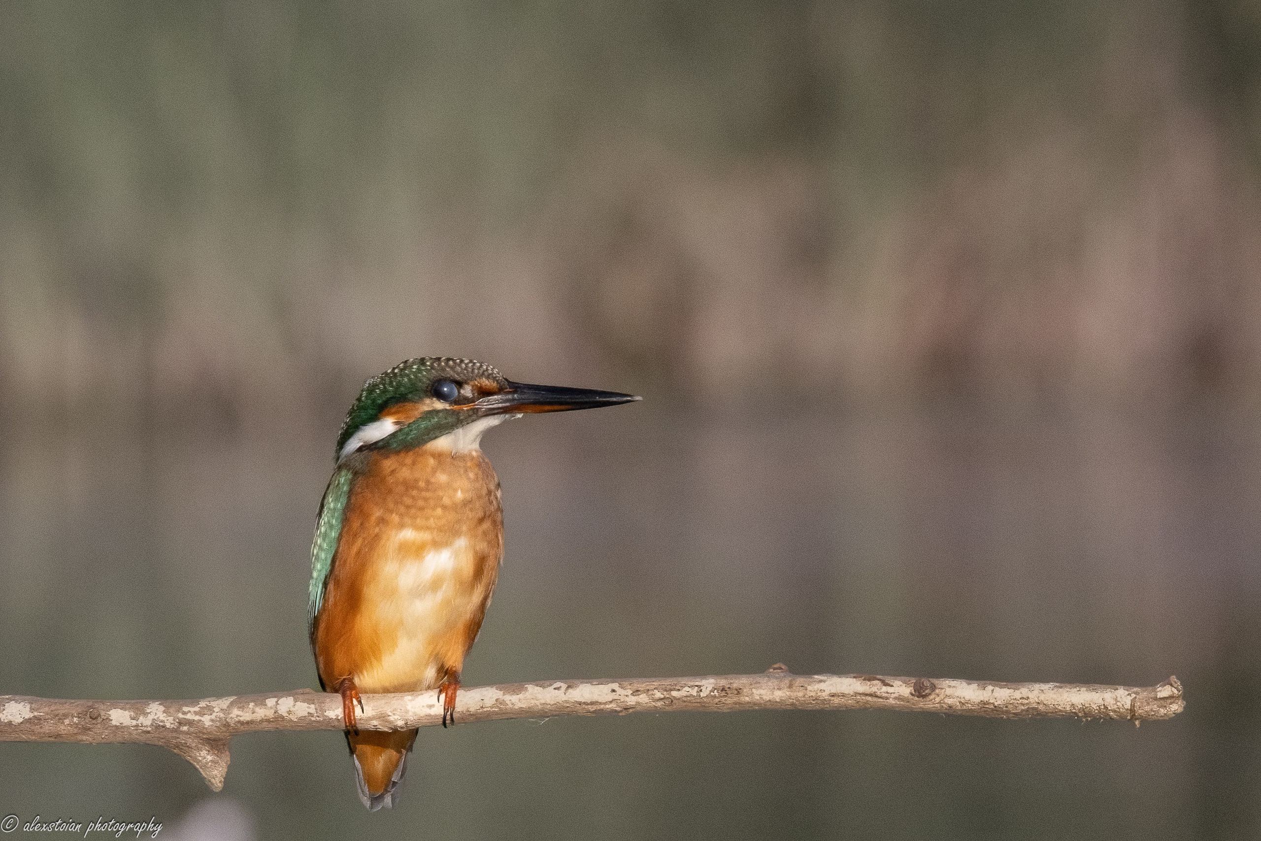 Delta Dunarii. Http://www.alexphoto.ro