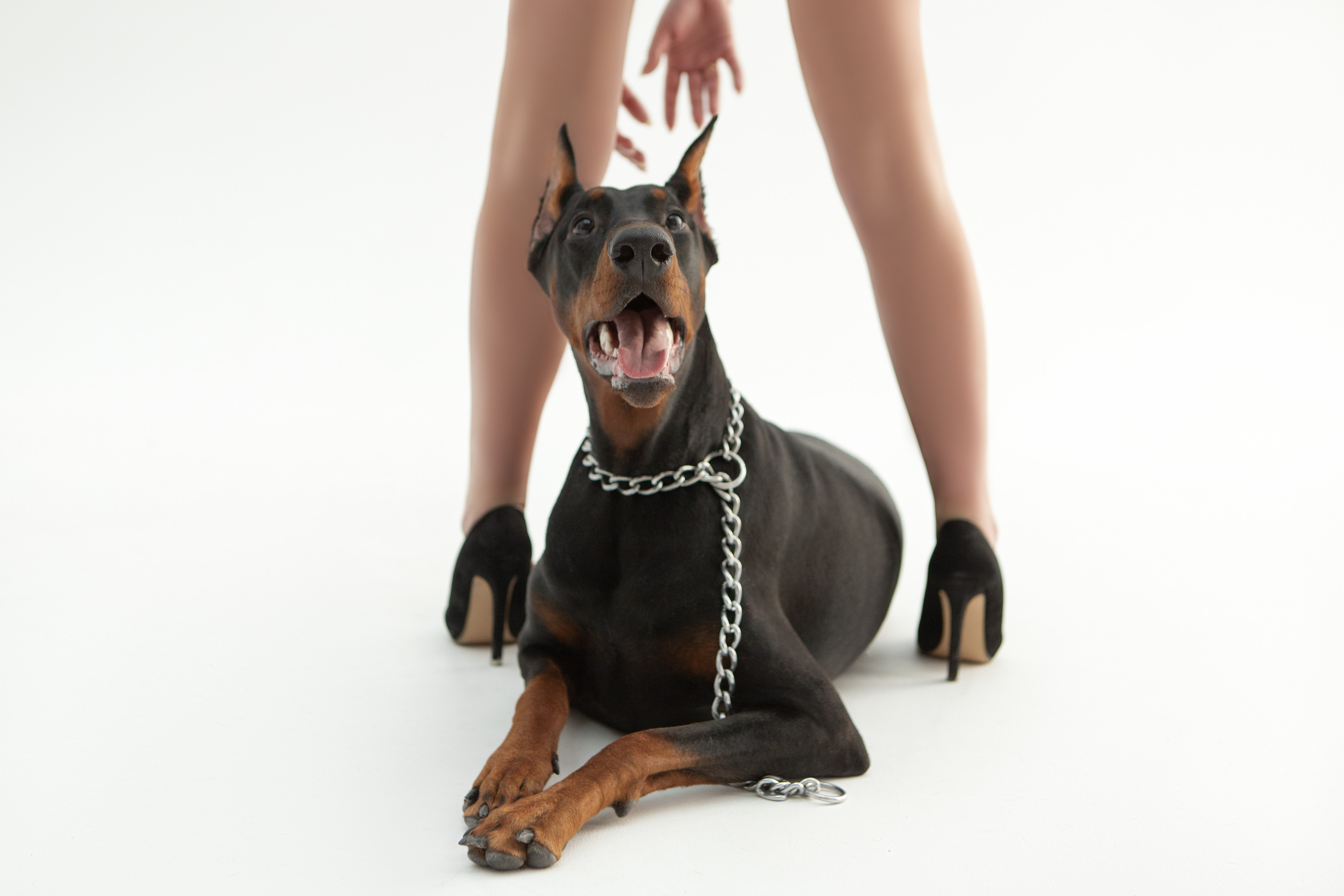 Фотосессия с доберманом. Свадебный и семейный фотограф Жанна Руденко