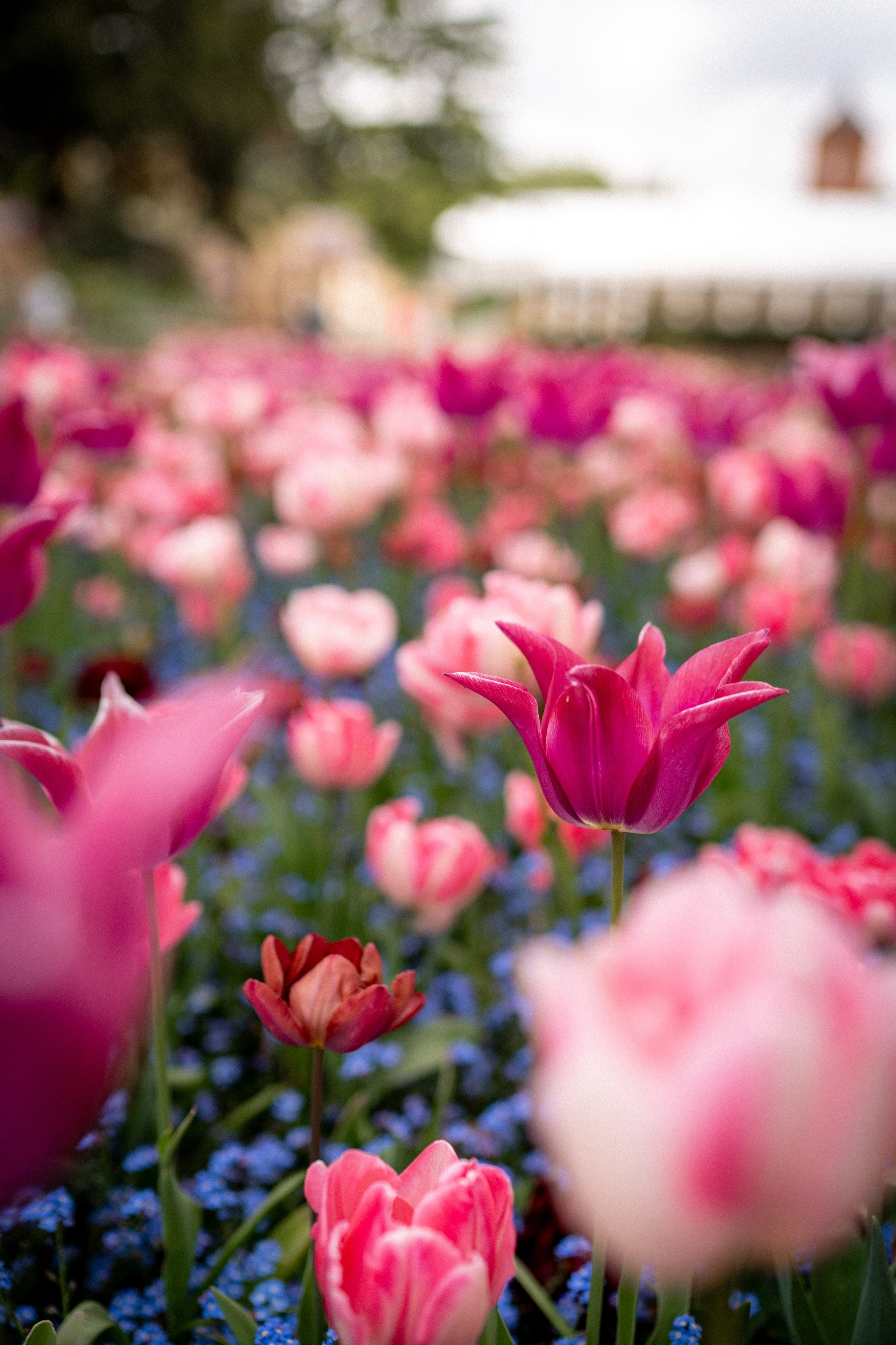 Hysteria. Tonya Kyrylenko photographer in London