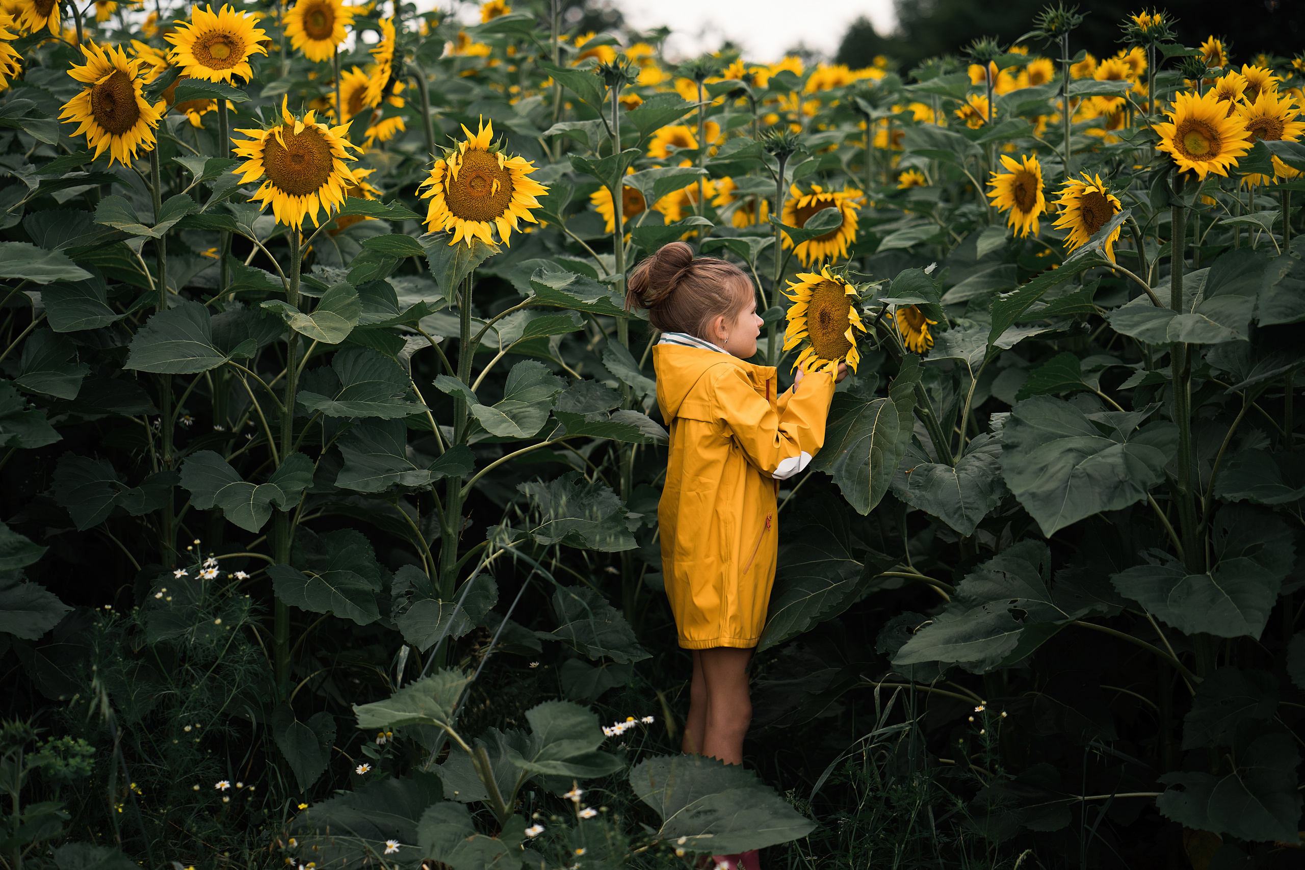 Sonnenblumen. Familien, Lifestyle und Portrait Fotografin in Trier, Luxembourg