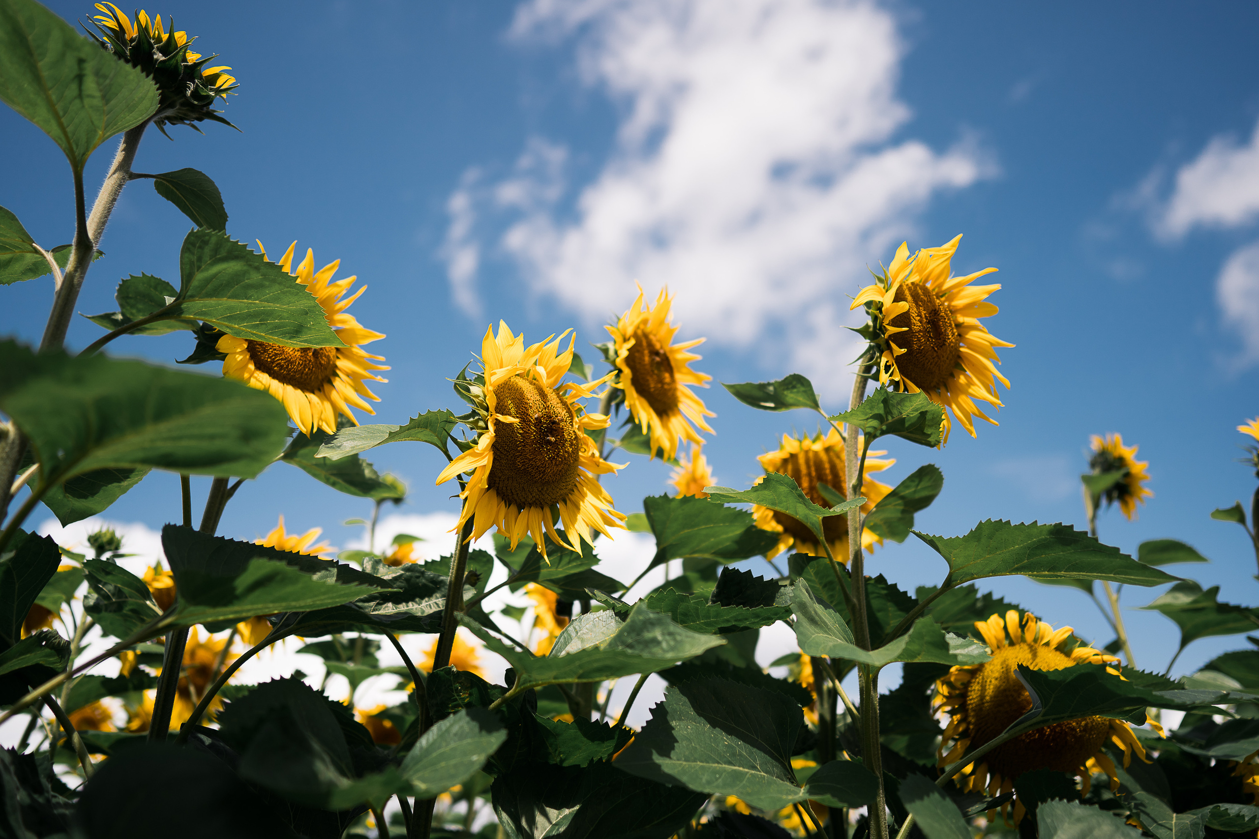 Sonnenblumen. Familien, Lifestyle und Portrait Fotografin in Trier, Luxembourg