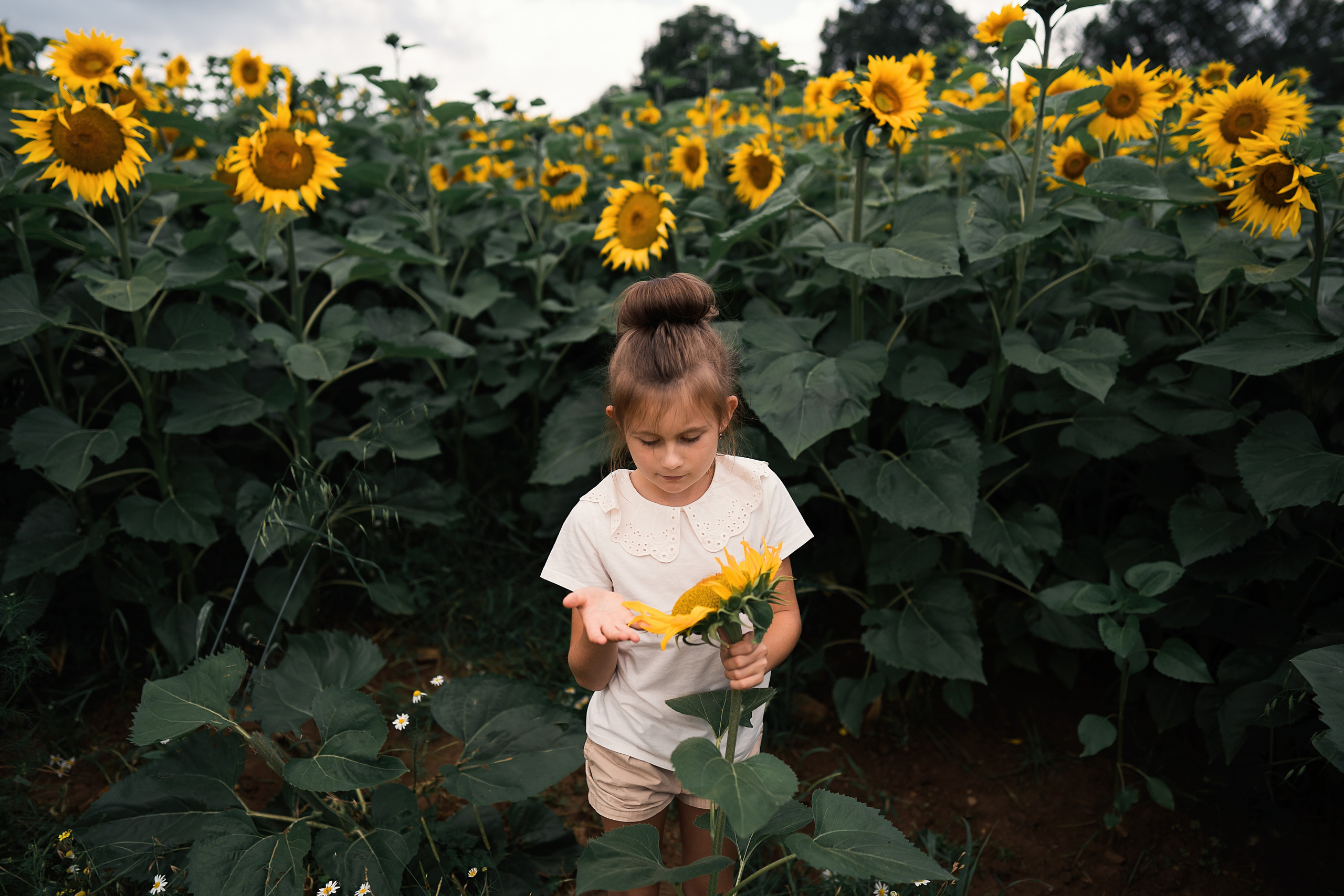Sonnenblumen. Familien, Lifestyle und Portrait Fotografin in Trier, Luxembourg