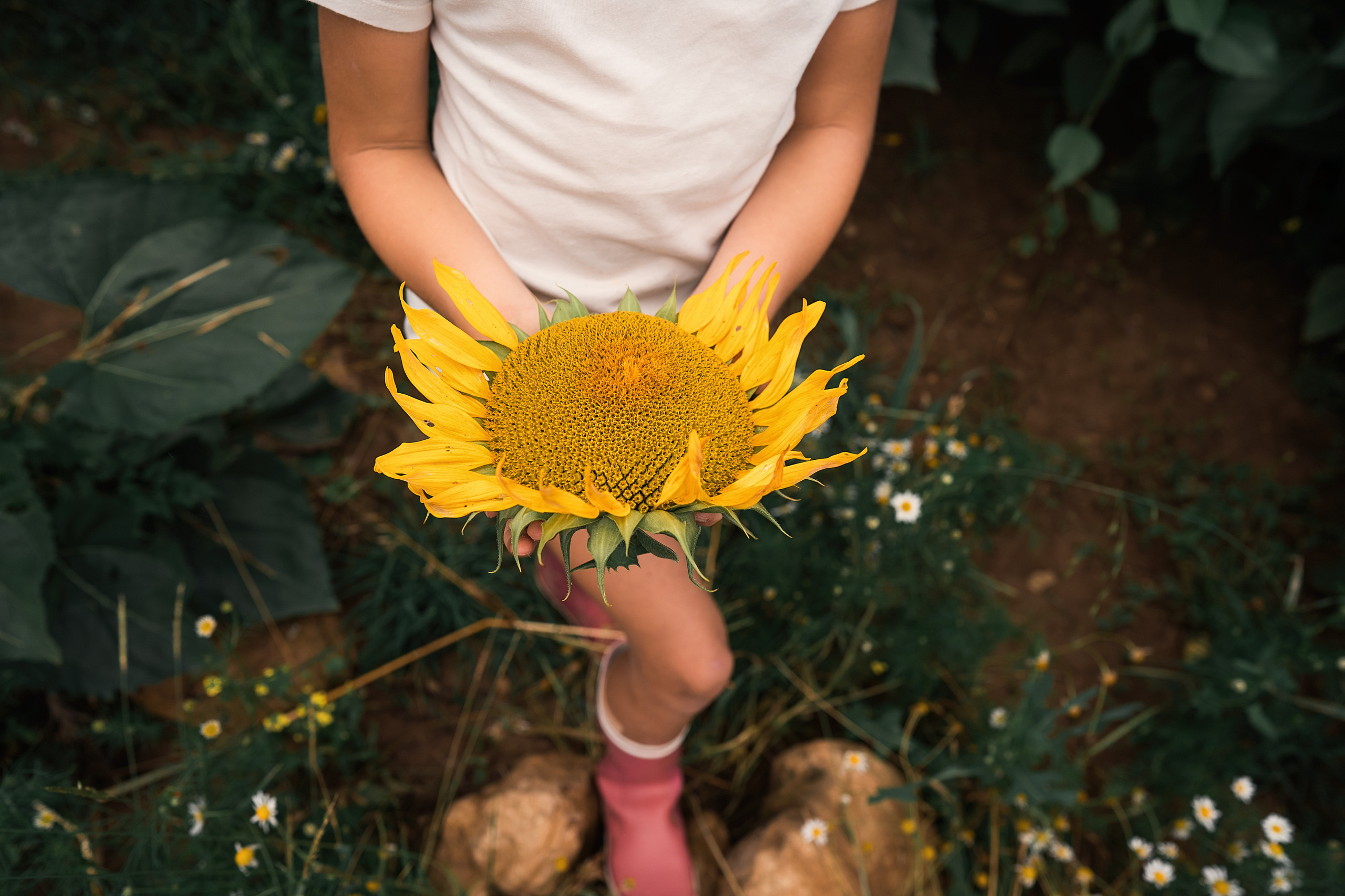Sonnenblumen. Familien, Lifestyle und Portrait Fotografin in Trier, Luxembourg