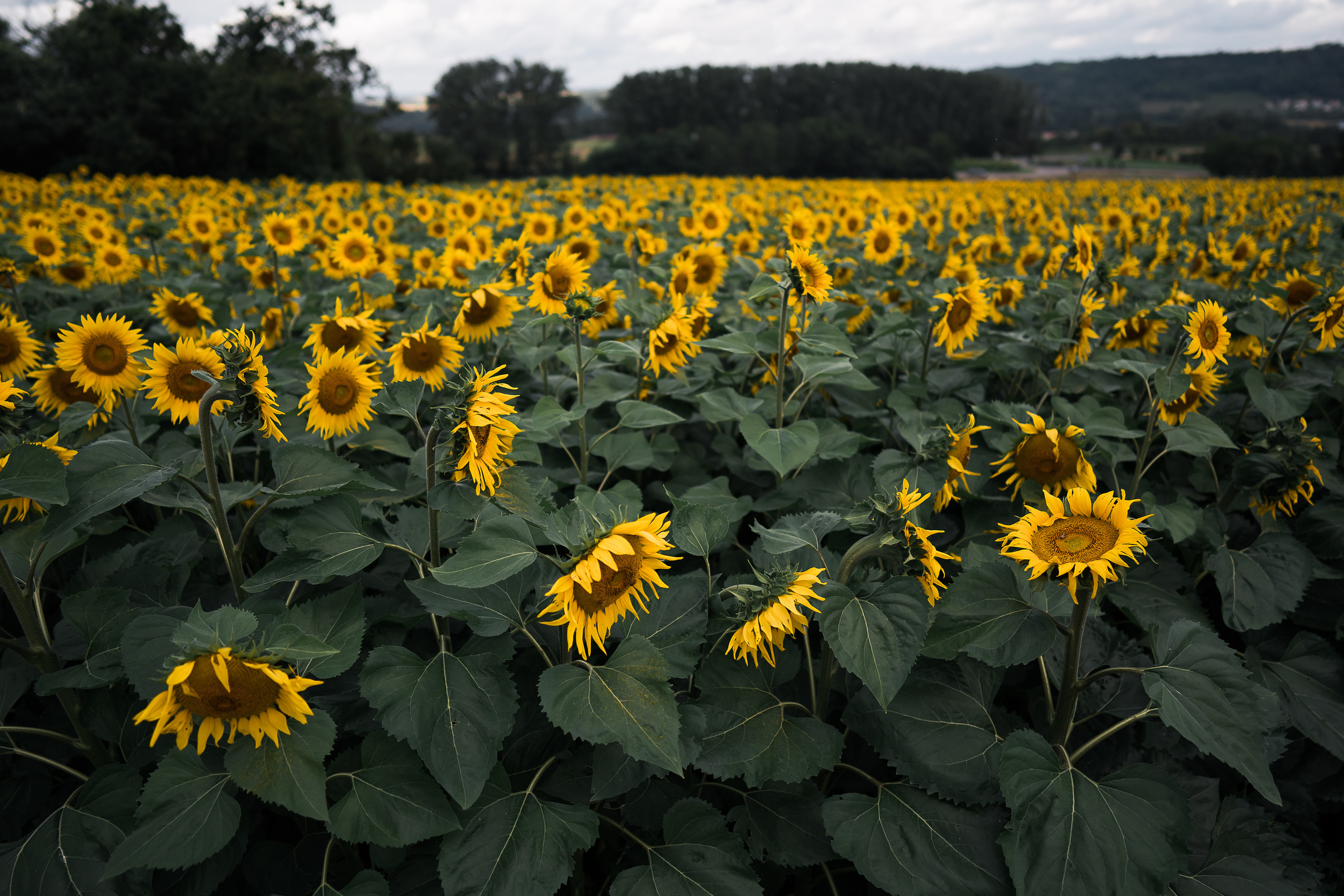 Sonnenblumen. Familien, Lifestyle und Portrait Fotografin in Trier, Luxembourg