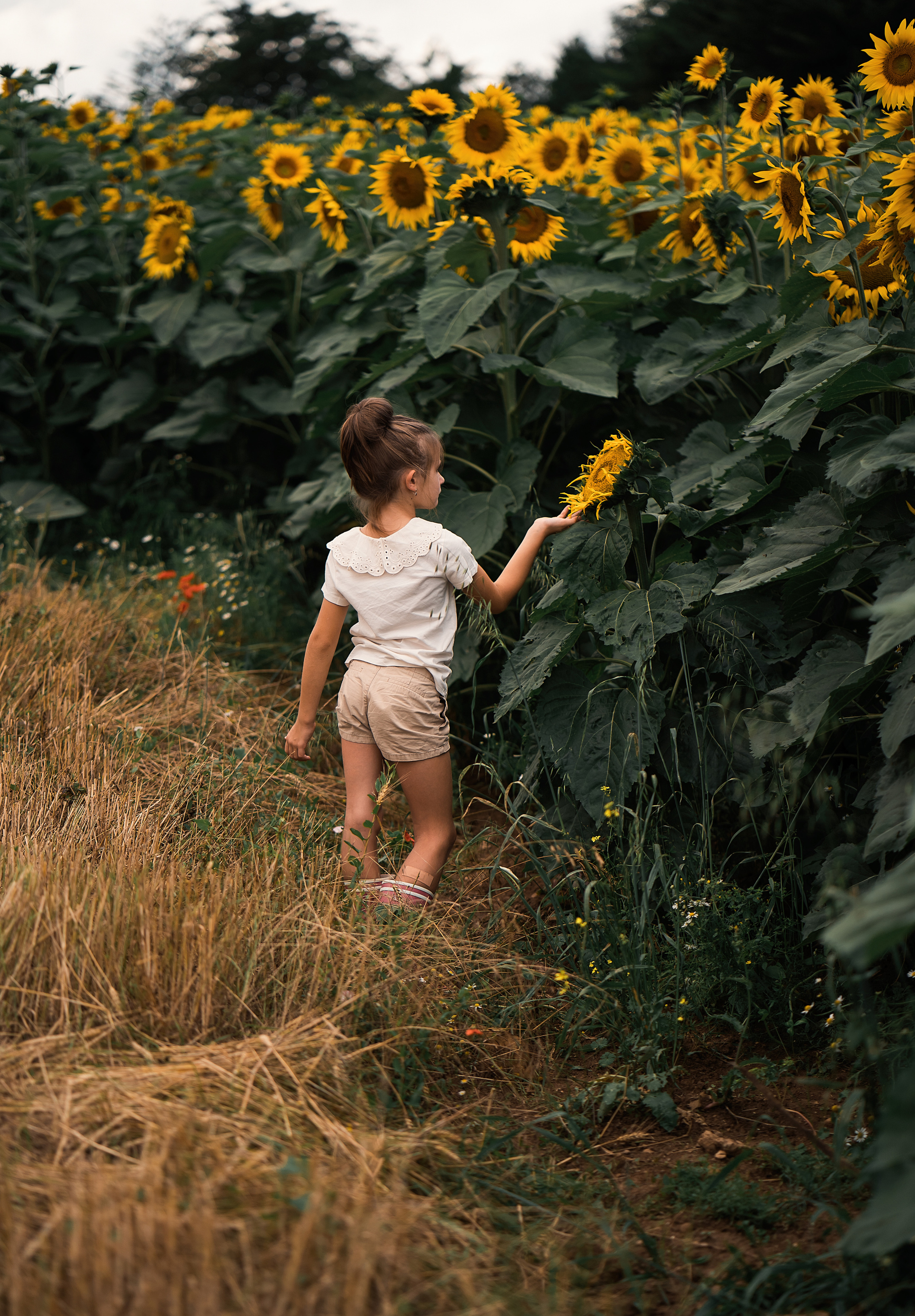 Sonnenblumen. Familien, Lifestyle und Portrait Fotografin in Trier, Luxembourg