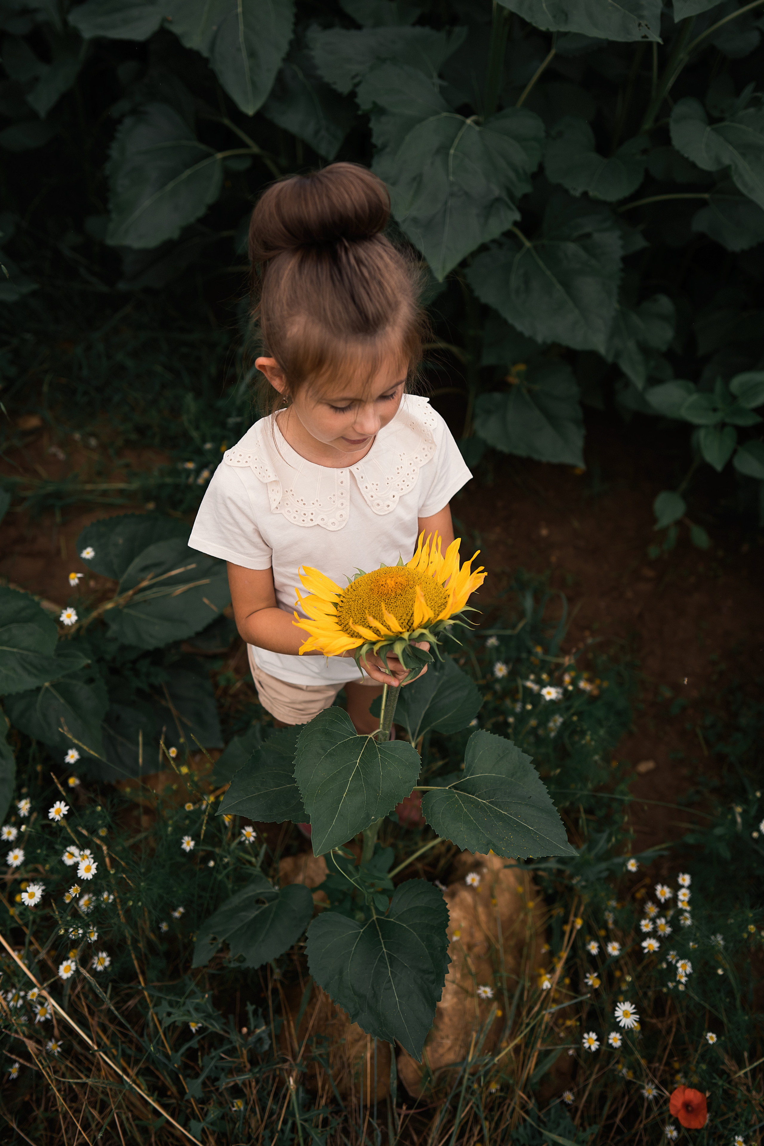 Sonnenblumen. Familien, Lifestyle und Portrait Fotografin in Trier, Luxembourg