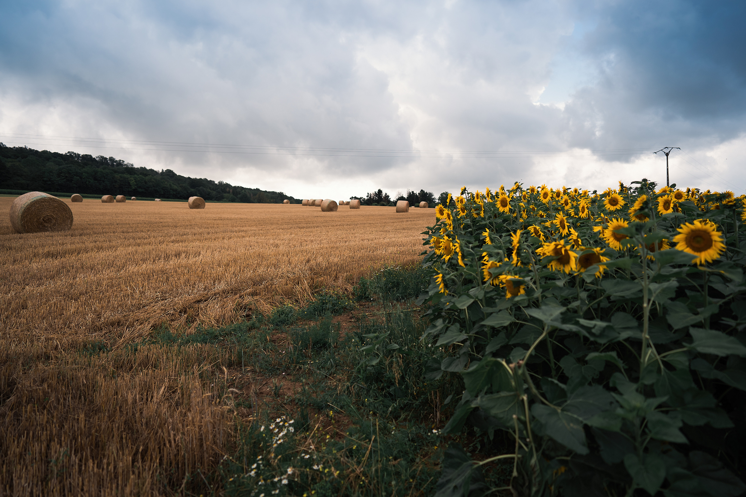 Sonnenblumen. Familien, Lifestyle und Portrait Fotografin in Trier, Luxembourg