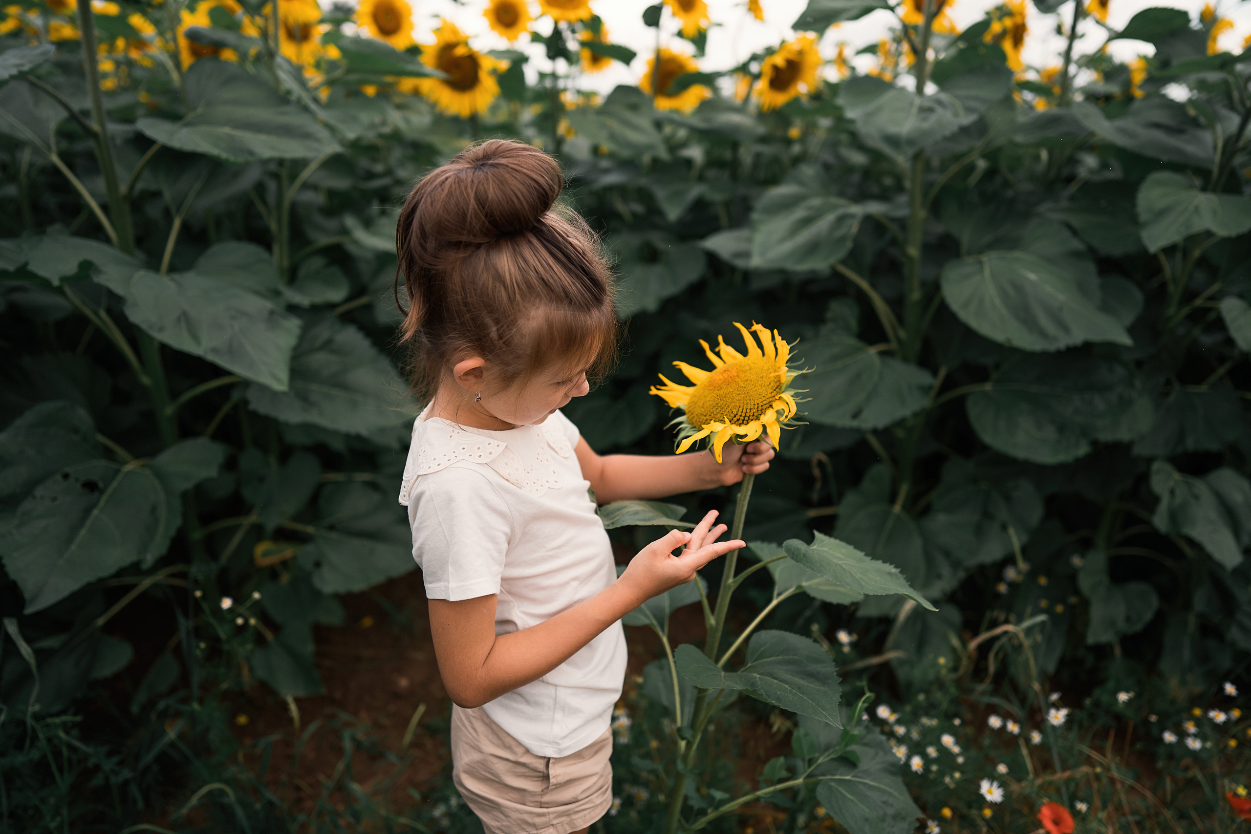 Sonnenblumen. Familien, Lifestyle und Portrait Fotografin in Trier, Luxembourg