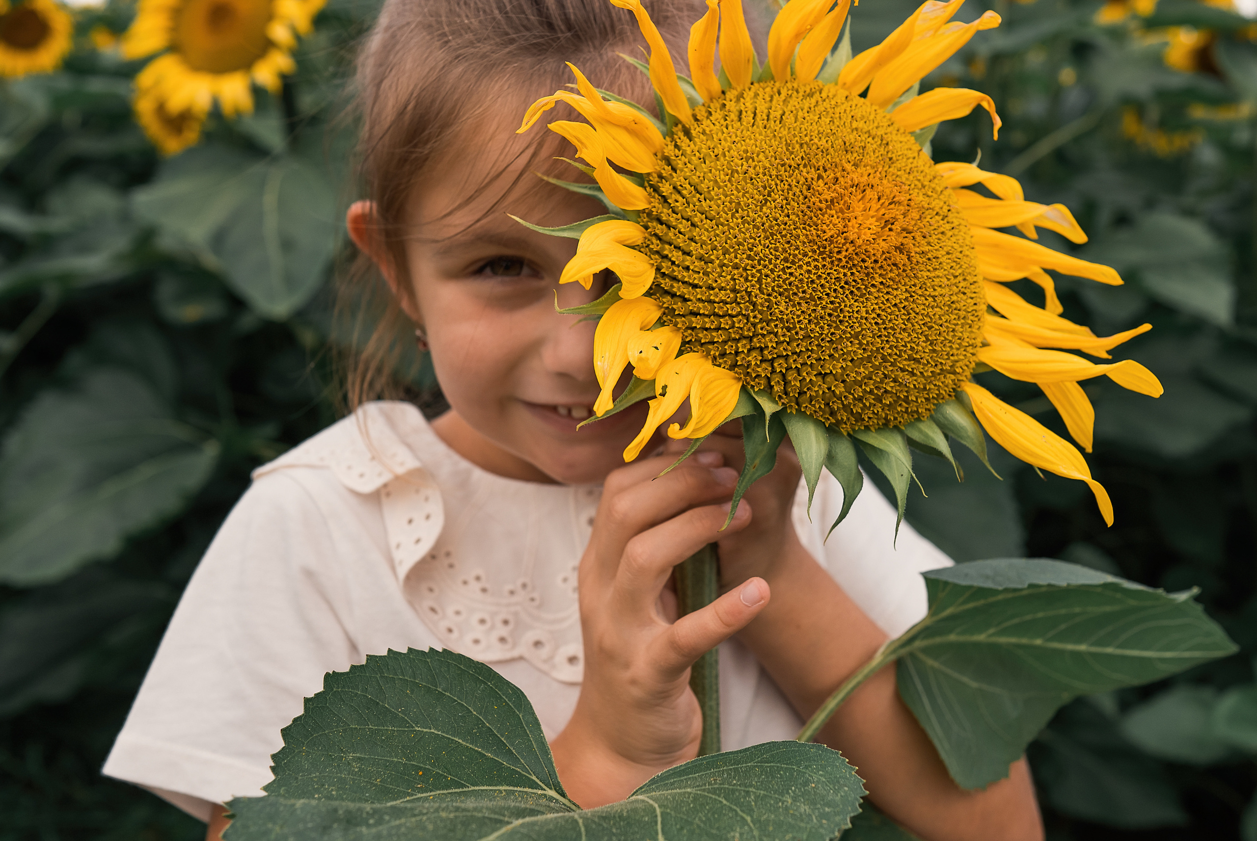 Sonnenblumen. Familien, Lifestyle und Portrait Fotografin in Trier, Luxembourg