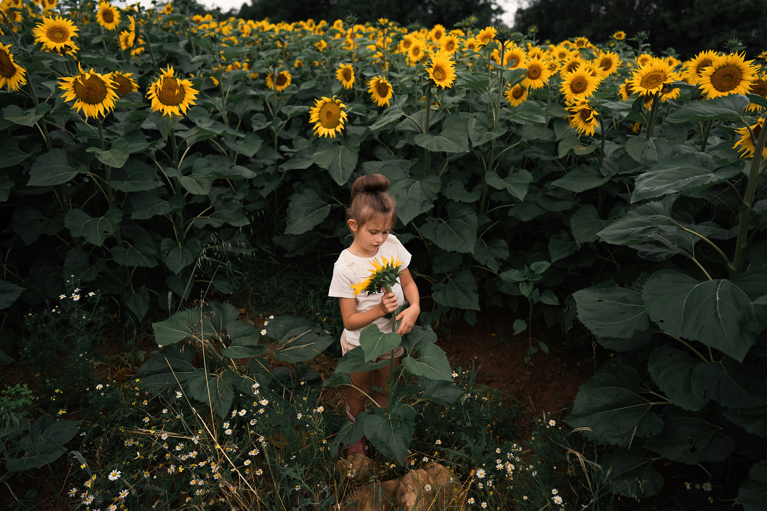 Sonnenblumen. Familien, Lifestyle und Portrait Fotografin in Trier, Luxembourg